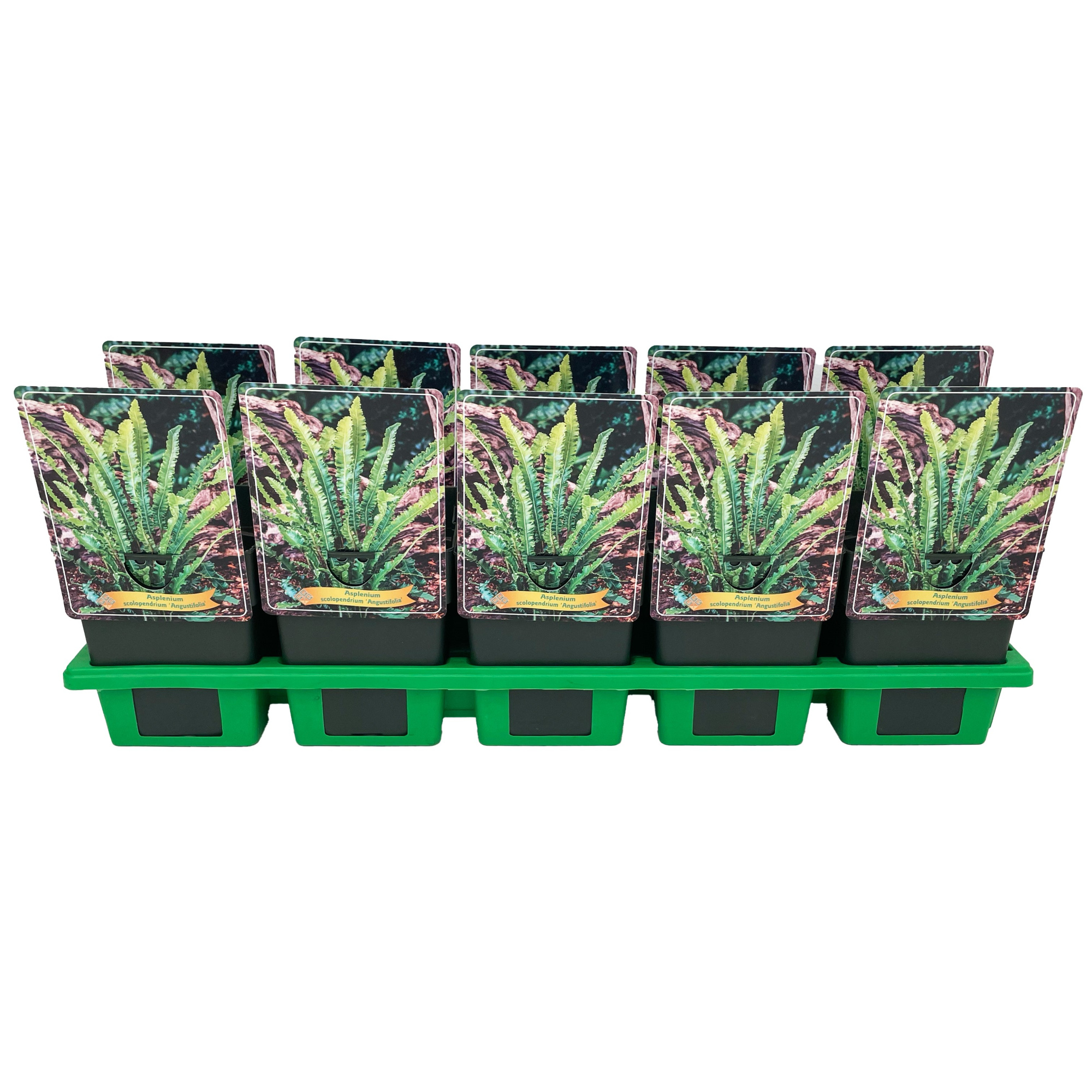 Asplenium scolopendrium 'Angustifolia' P11, D 11