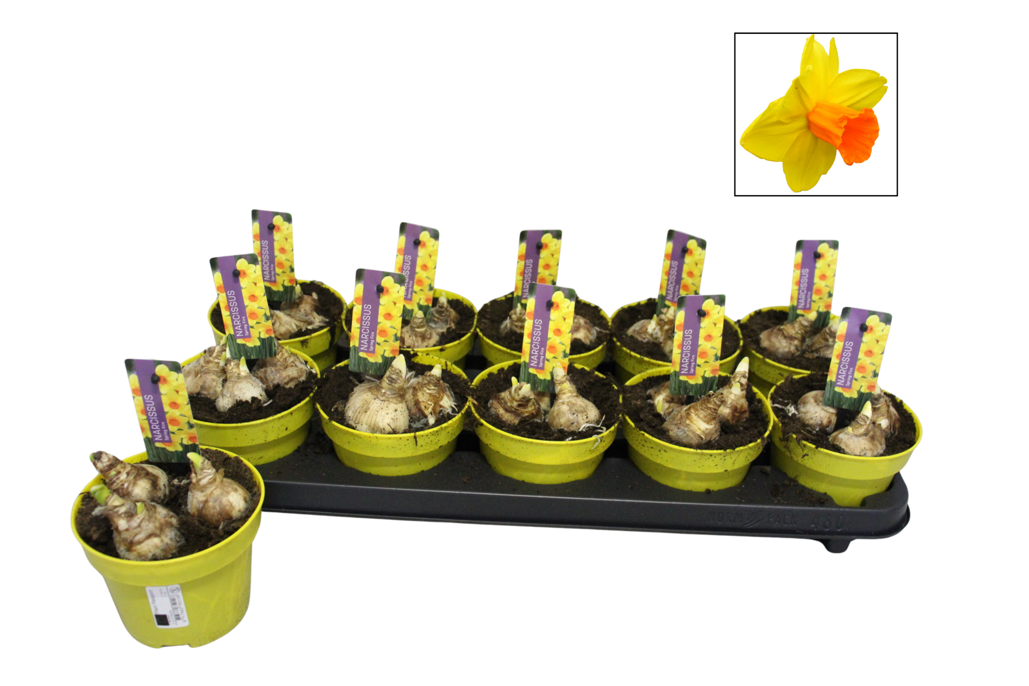 Narcissus P12 Spring Fire, D 12