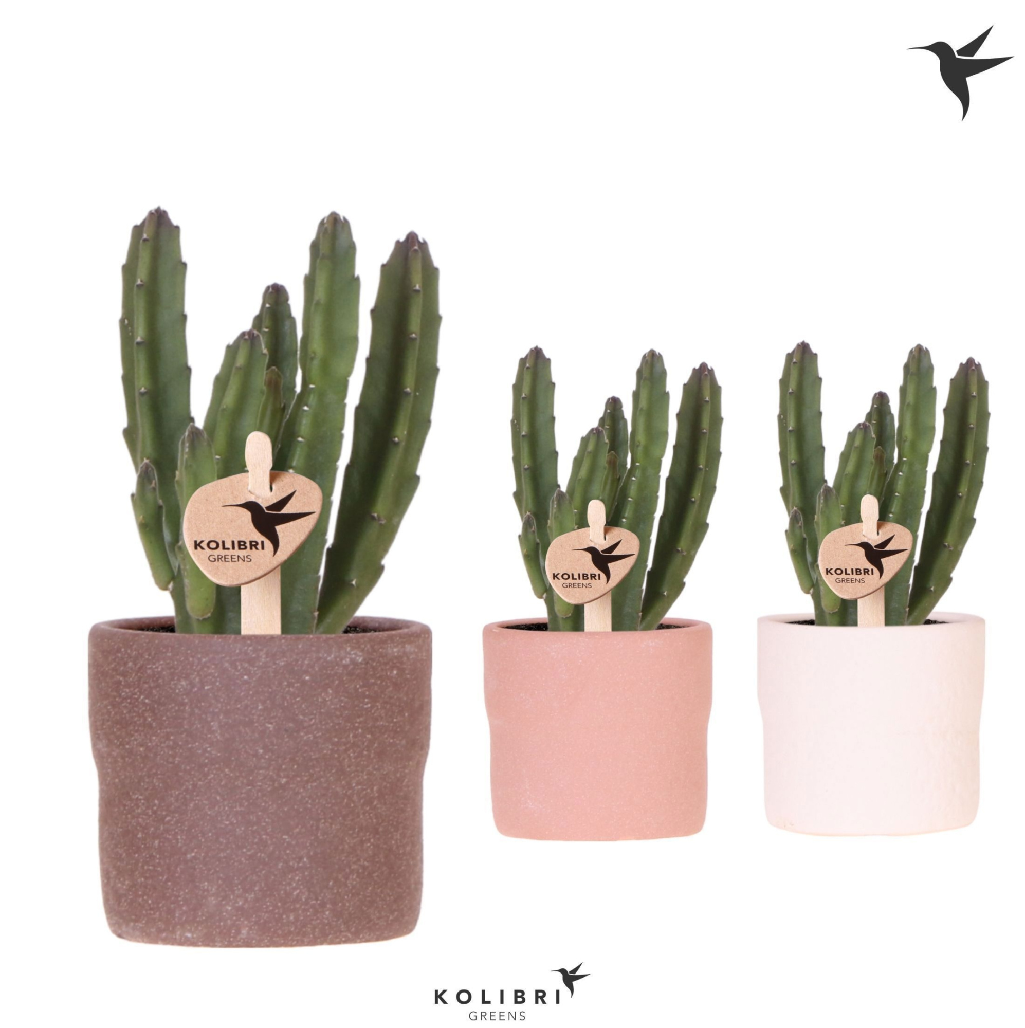 Kolibri Greens Stapelia Leendertziae in Rustic pot mix, D 6