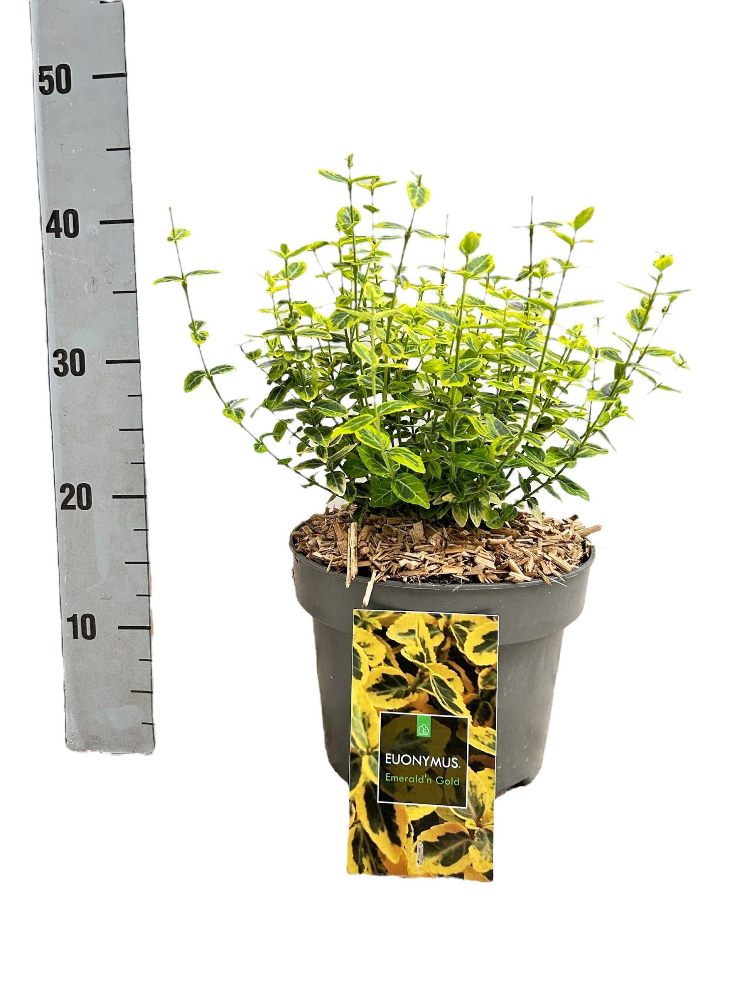 Euonymus fortunei 'Emerald n gold' C5, D 23