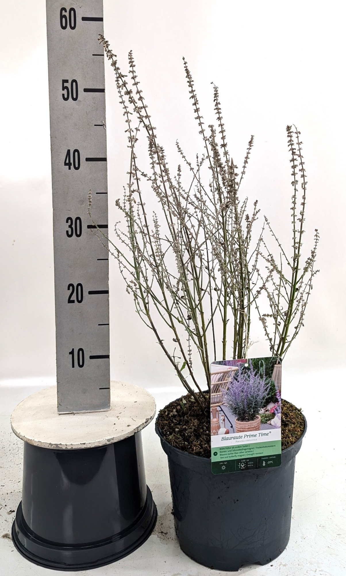 Perovskia atr. 'Prime Time', D 23