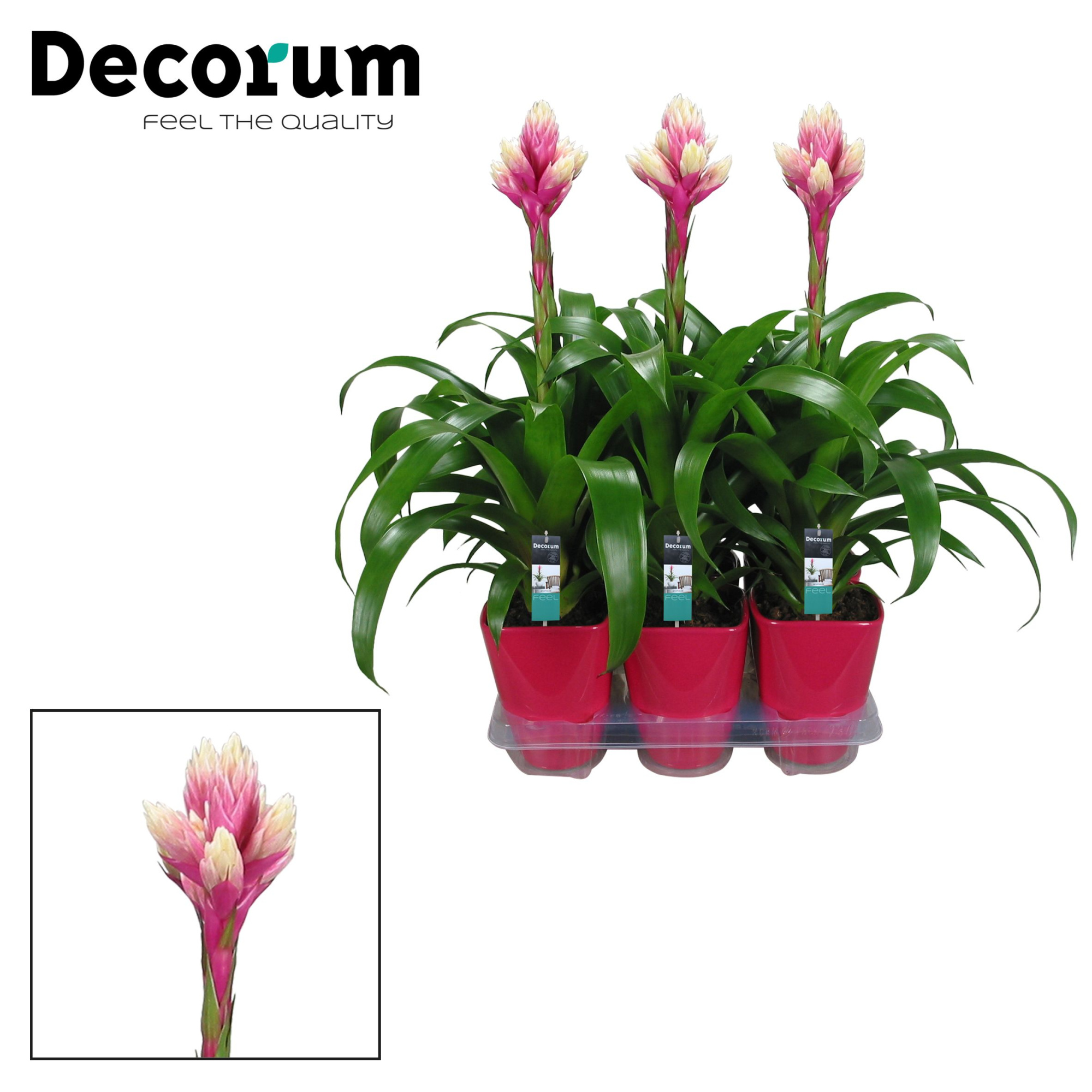 Guzmania Candy Luxe Keramiek (Decorum), D 14