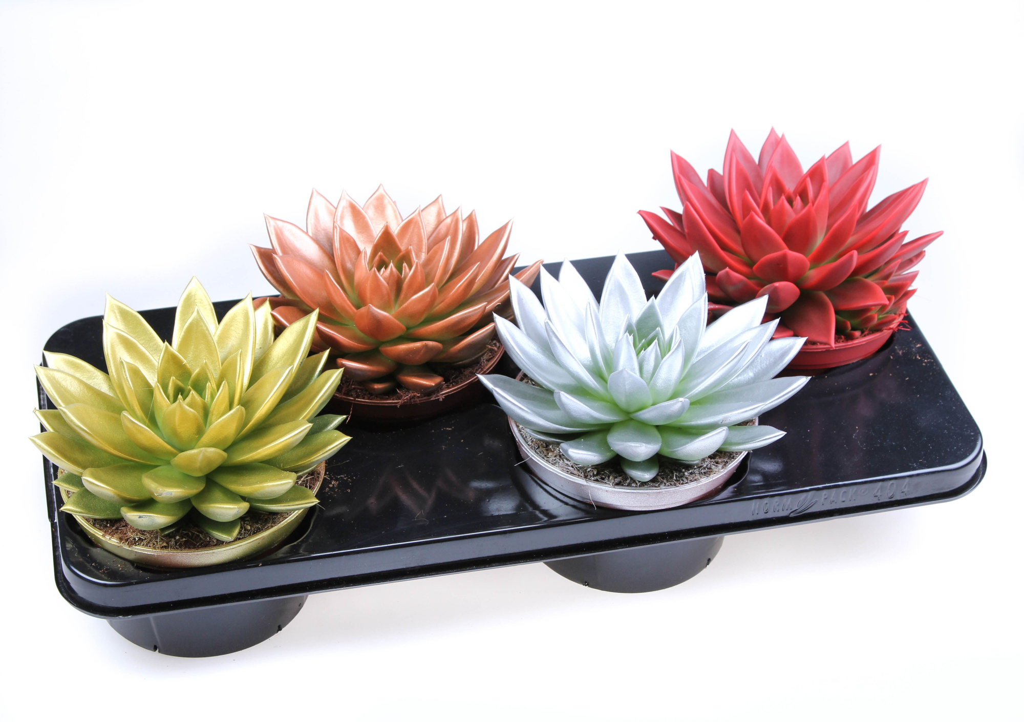 Rainbow kerstmix, D 15