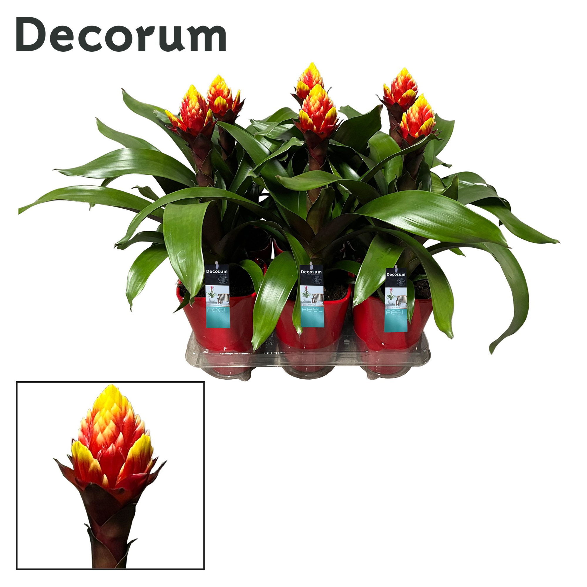 Guzmania Crown Luxe Keramiek (Decorum), D 14