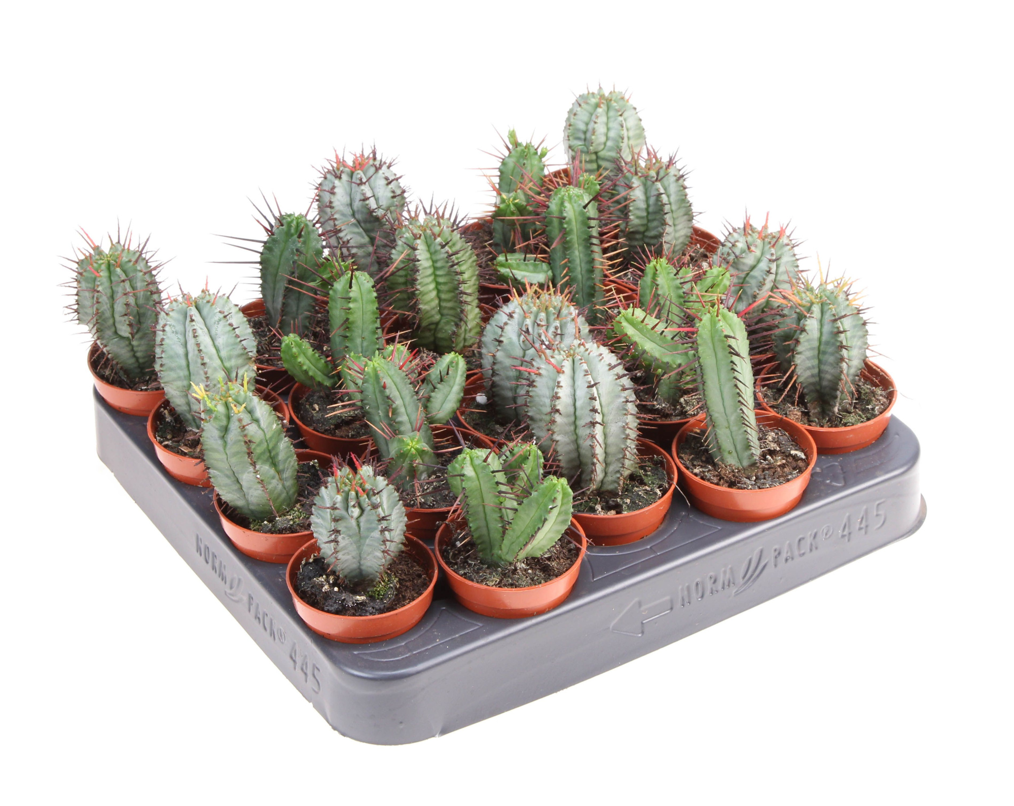 Cactus euphorbia mix, D 5,5