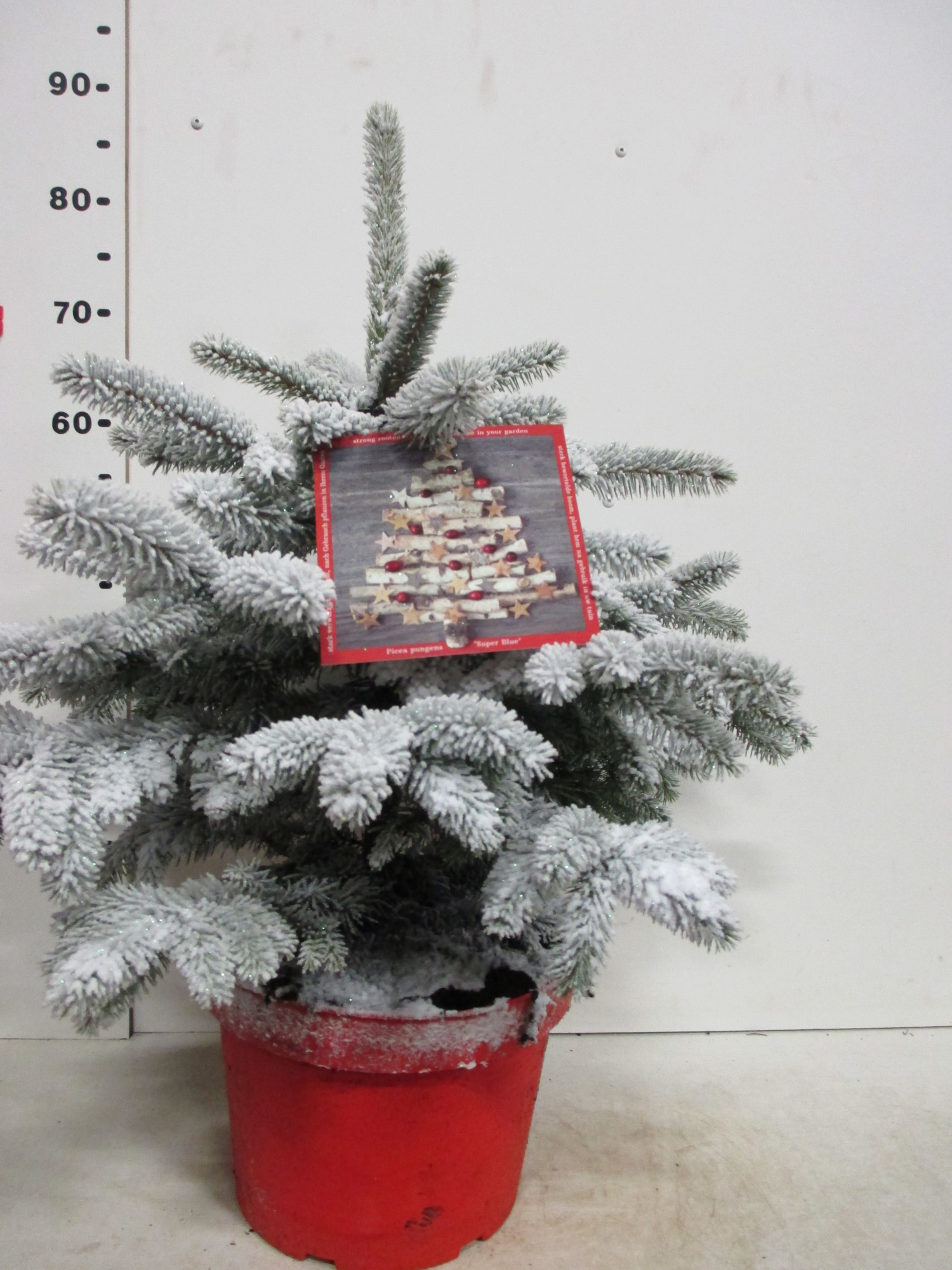 Picea sneeuw Super Blue 60-80 cm P28, D 28