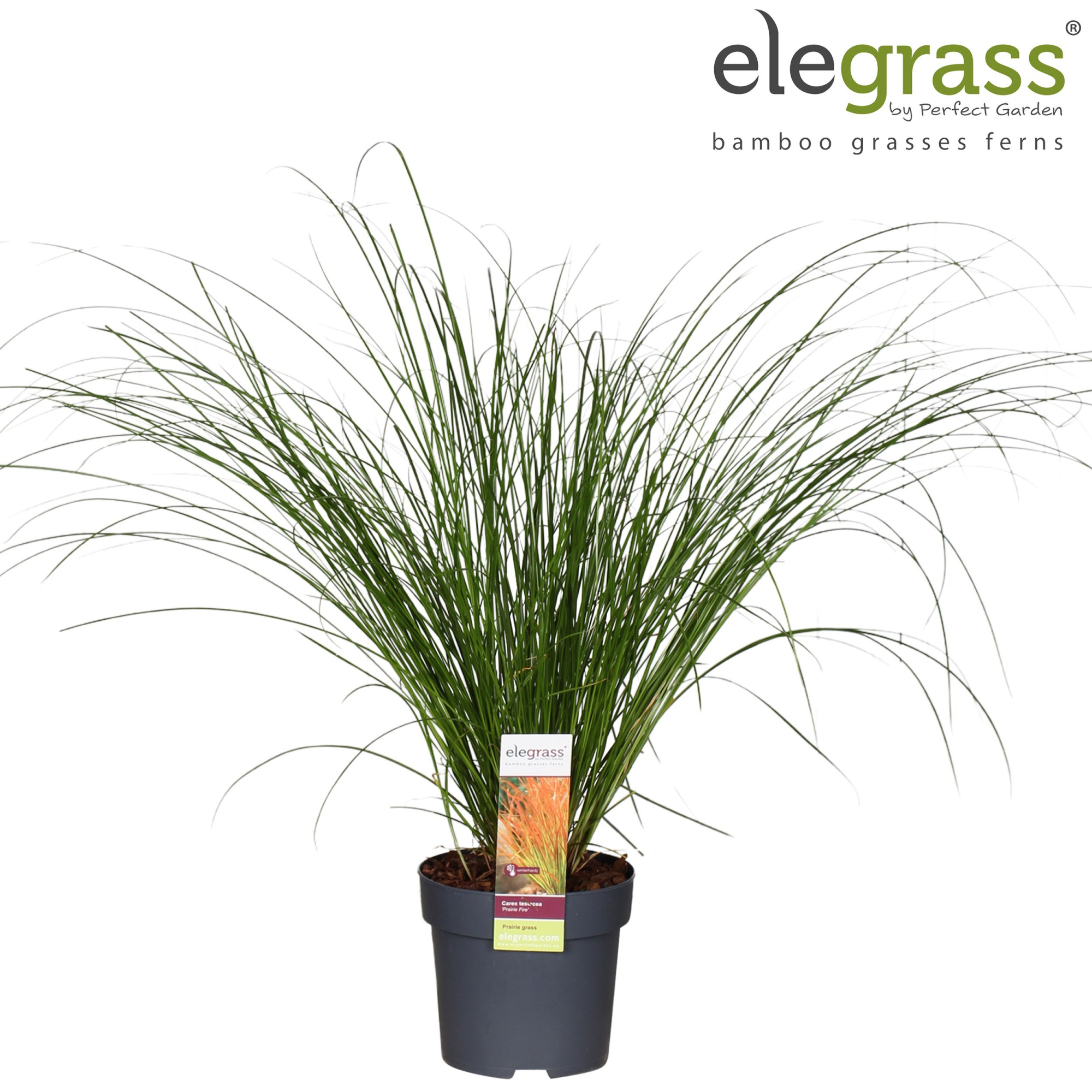 Carex testacea Prairie Fire P14, D 14