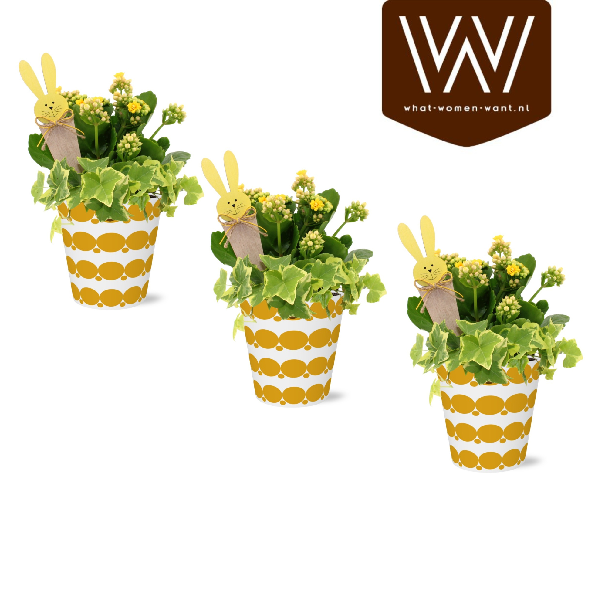 Paas Arrangement Collectie '' Spicy Blend'' Smartcup Tessel kalanchoe hedera, D 12