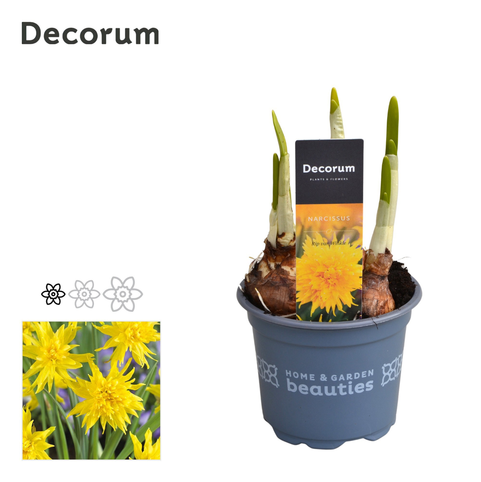 Narcis Rip van Winkle, D 9