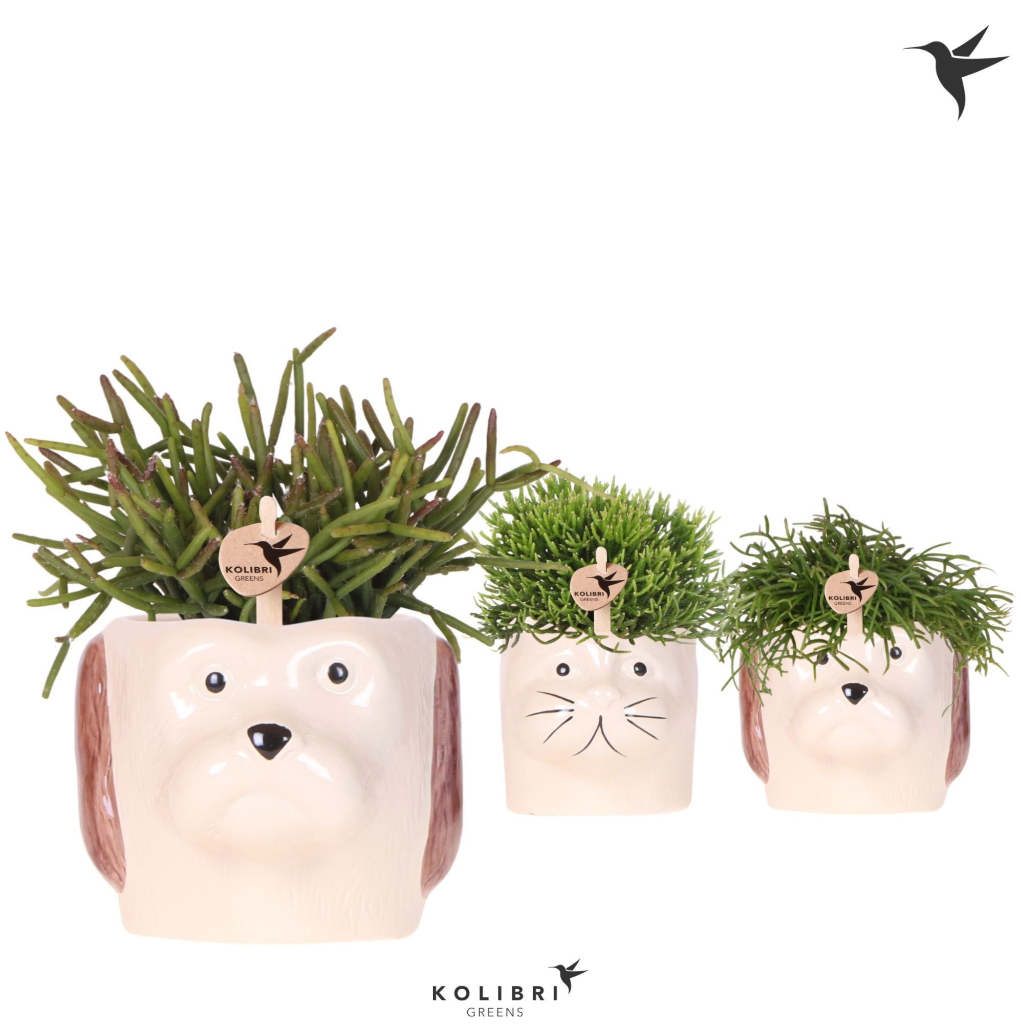 Kolibri Greens Rhipsalis mix in Cat & Dog pot mix, D 9