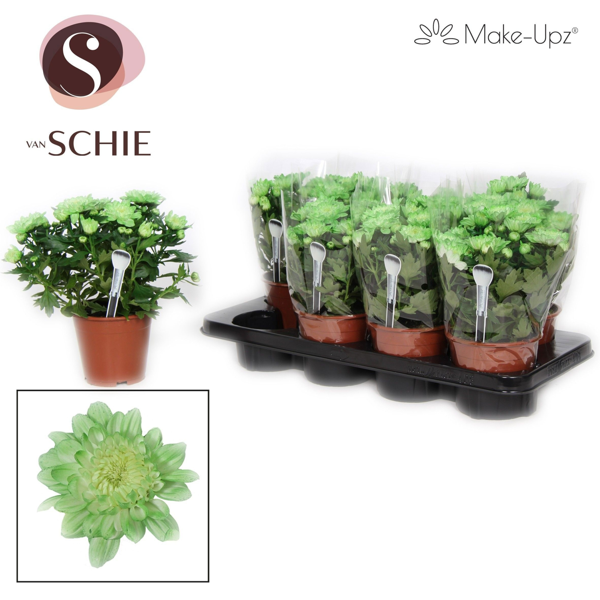 Ch Grandezza Make-Upz® UNO Green, D 13