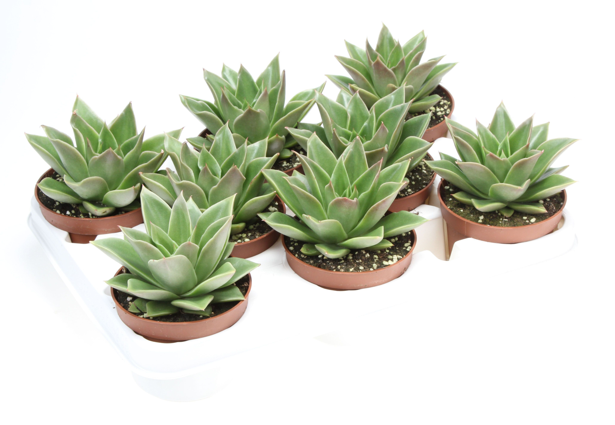 Echeveria mexicana, D 10,5