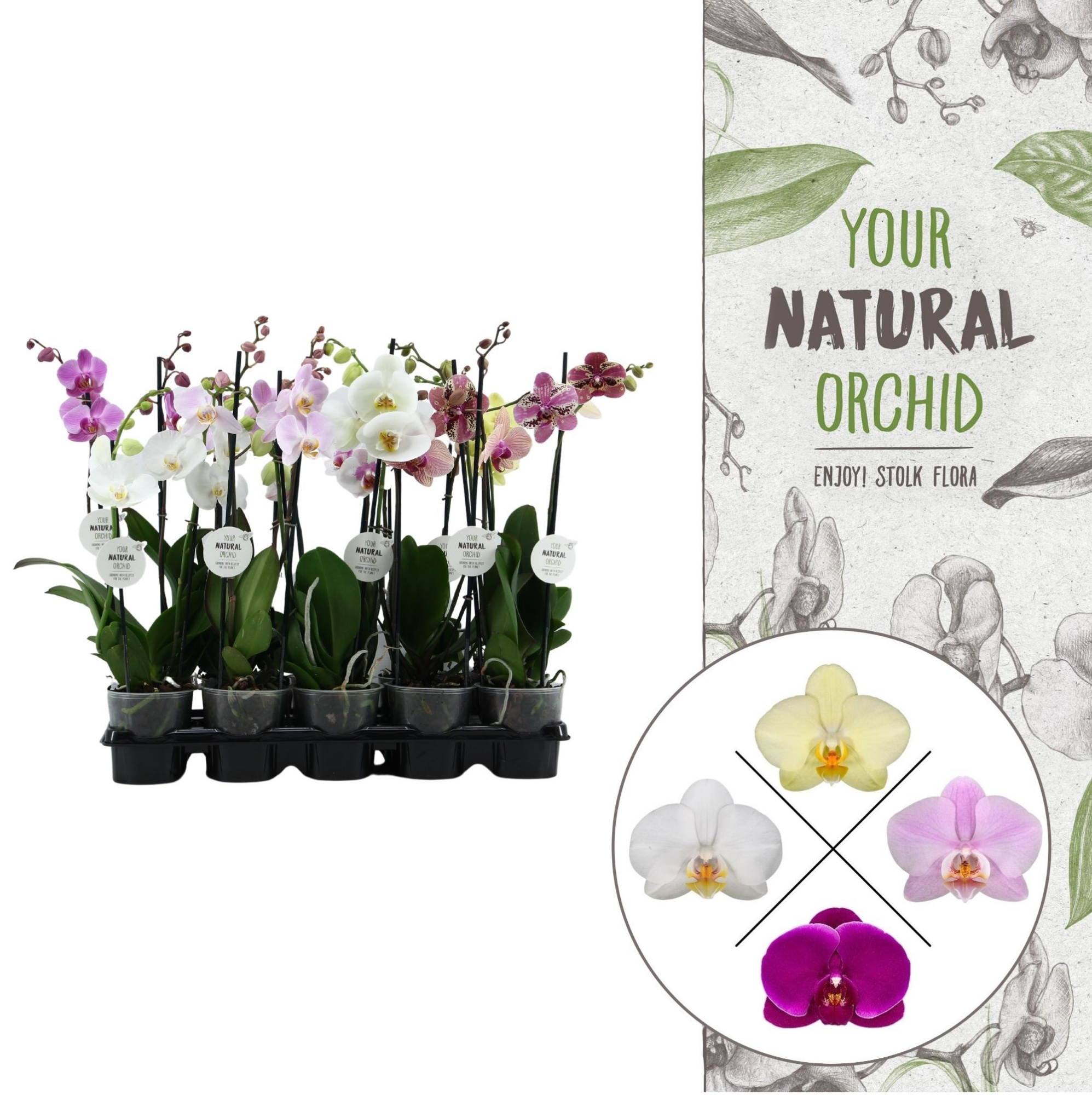 Your Natural Orchid | Mix 50cm | Phalaenopsis 1 spike, D 12