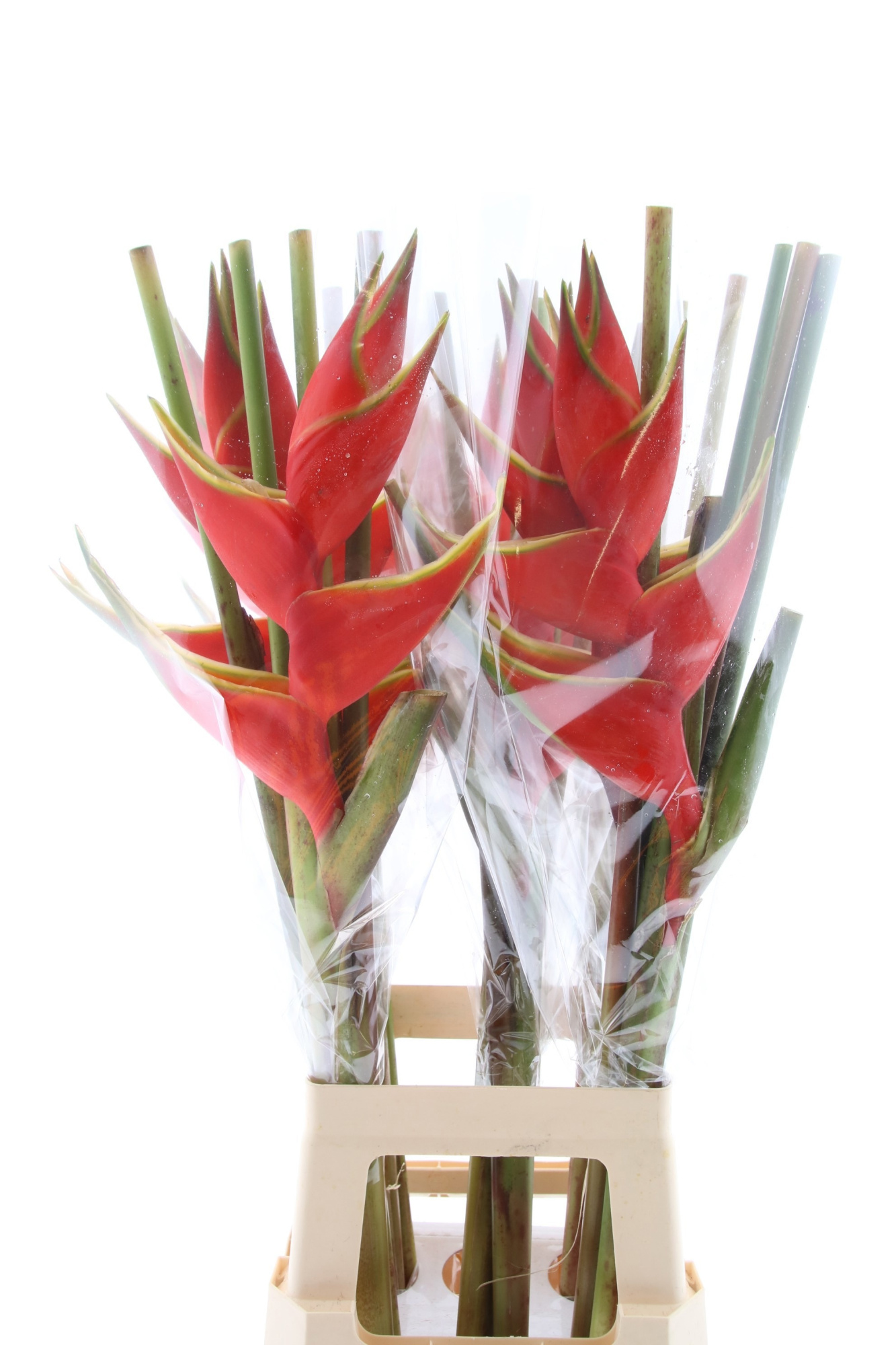 Геликония Бихай, шт.