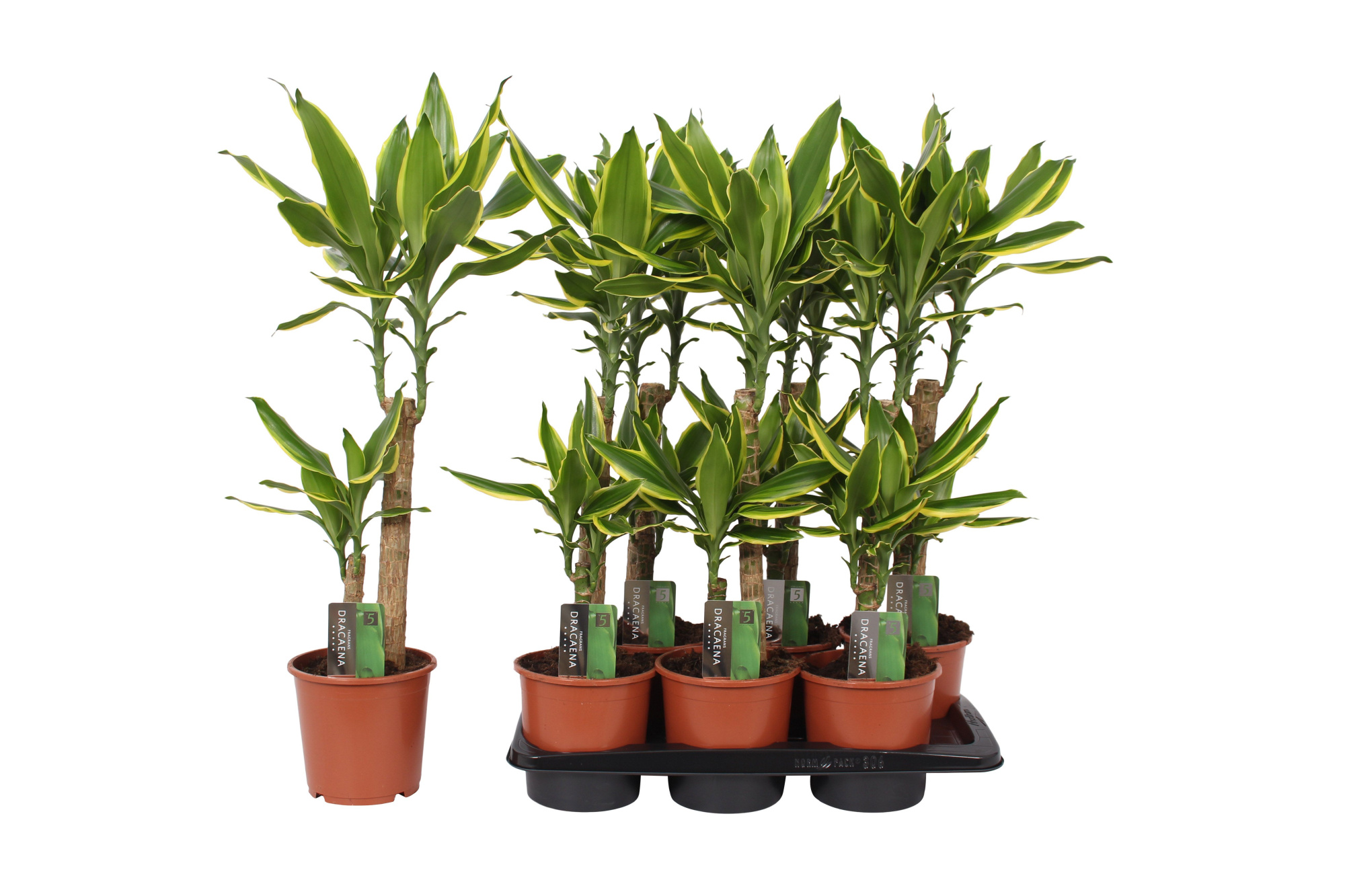 Dracaena Golden Coast, 17 cm pot, D 17