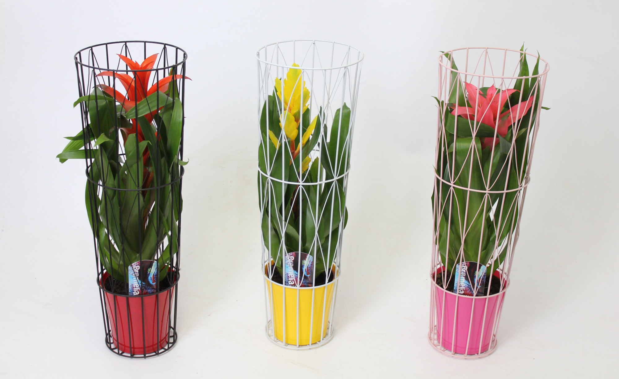 Bromelia Prison Vase, D 15