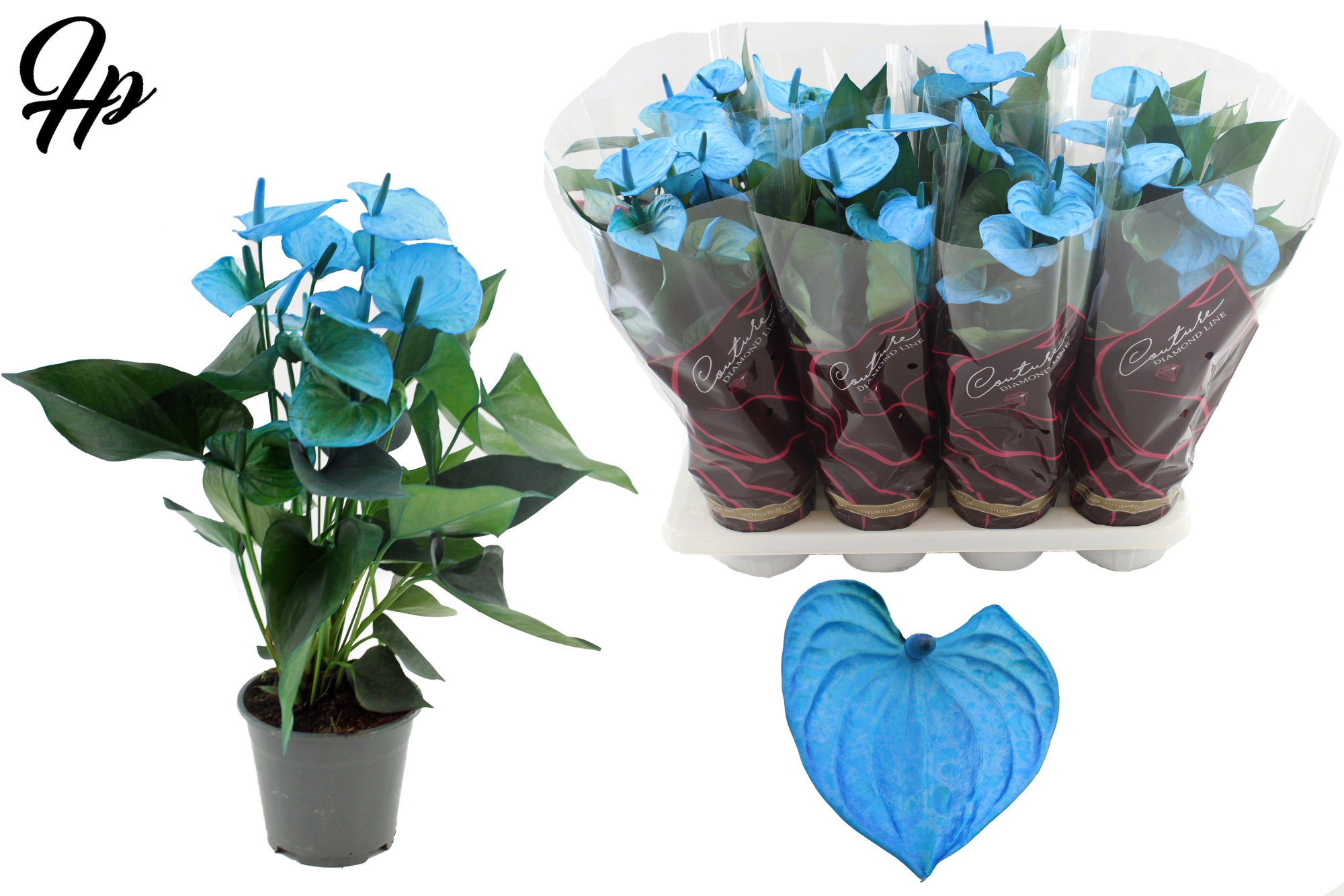 Anthurium 14 cm Make-Upz Blue in Couture Diamond Line Purple sleeve, D 14