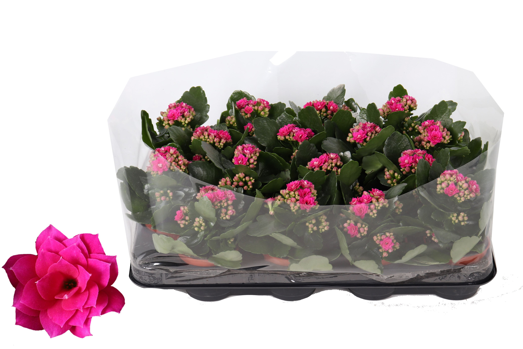 Kalanchoe Rosalina 07cm Don Victorio paars, Trayfolie, D 7