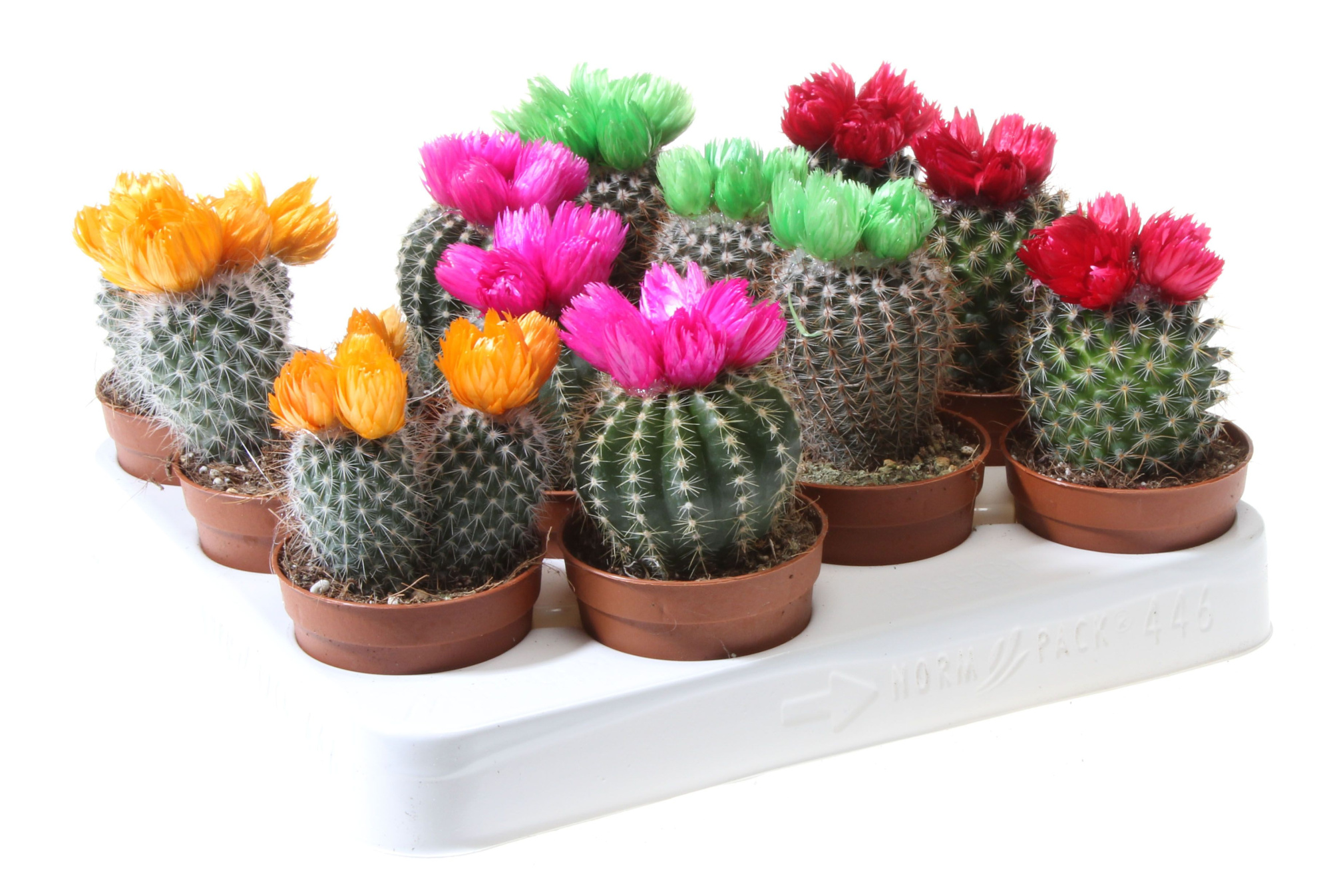 Cactus decoratie strobloem mix, D 6,5