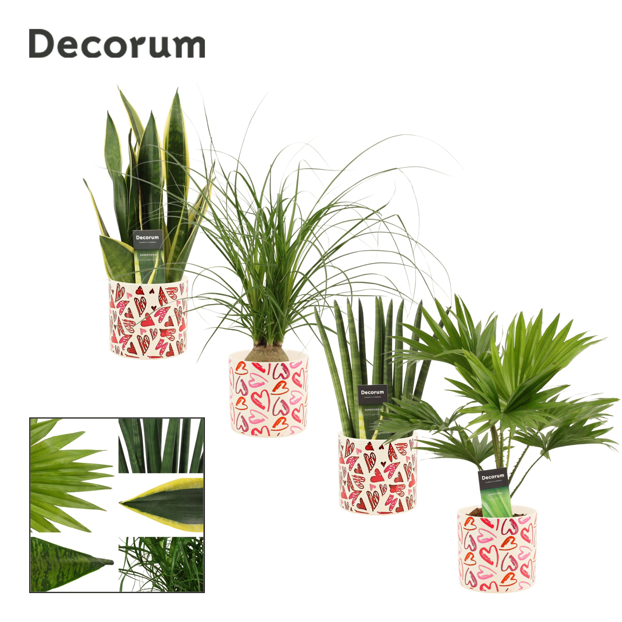 Groenmix 12 cm in Julia (Deco-collection), D 12