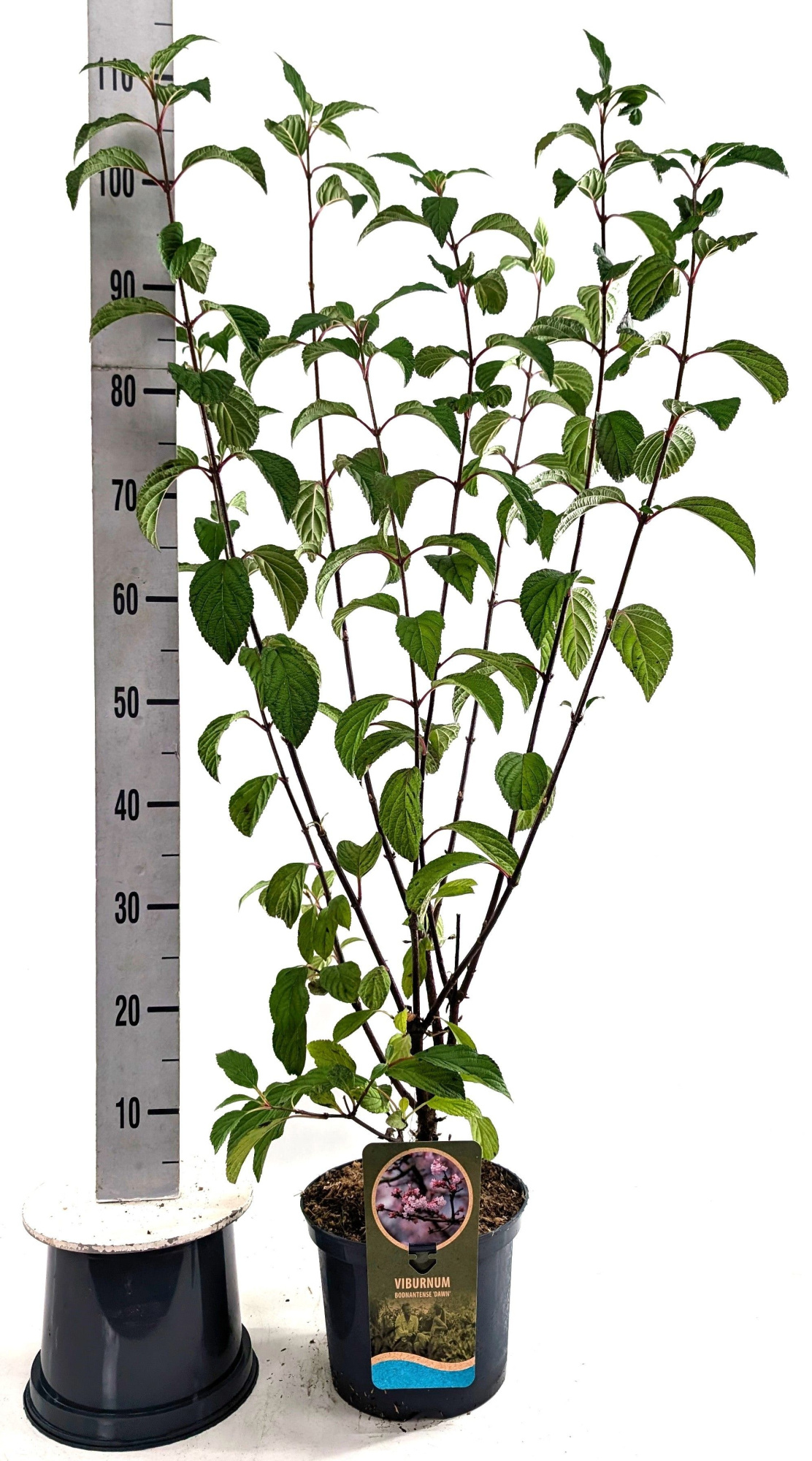 Viburnum bod. 'Dawn', D 23