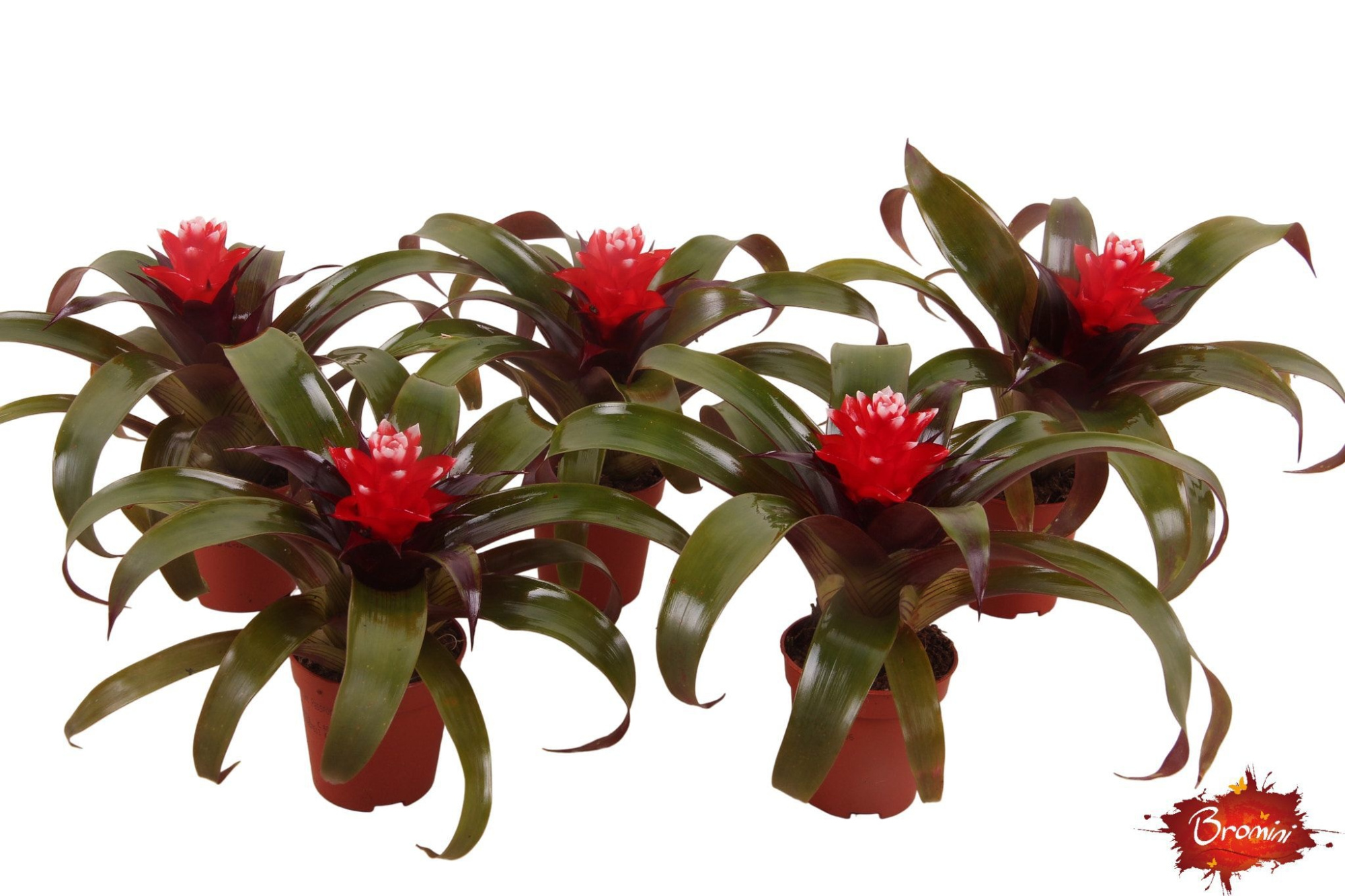 Guzmania Hope, D 5,5