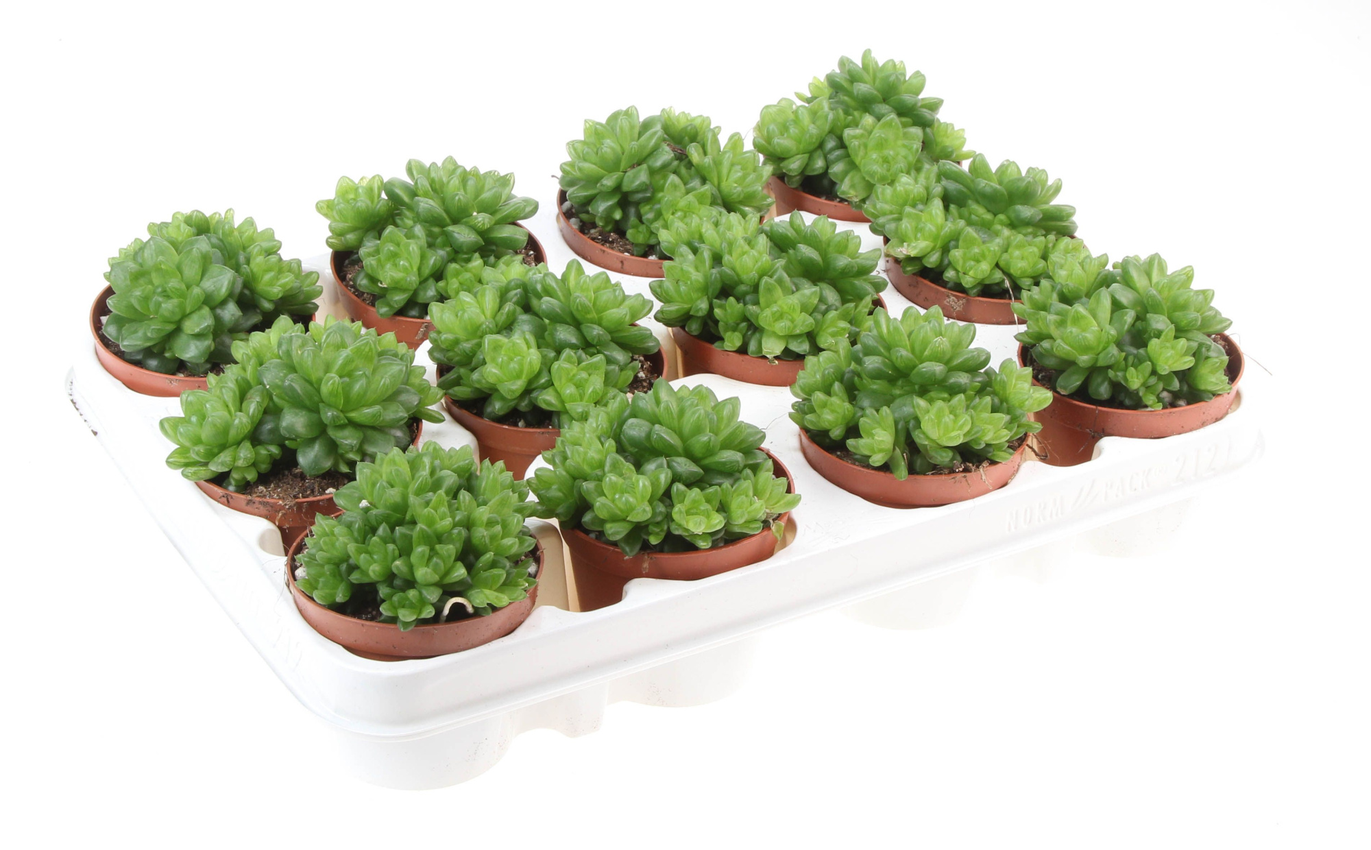 Haworthia Obtusa, D 8,5