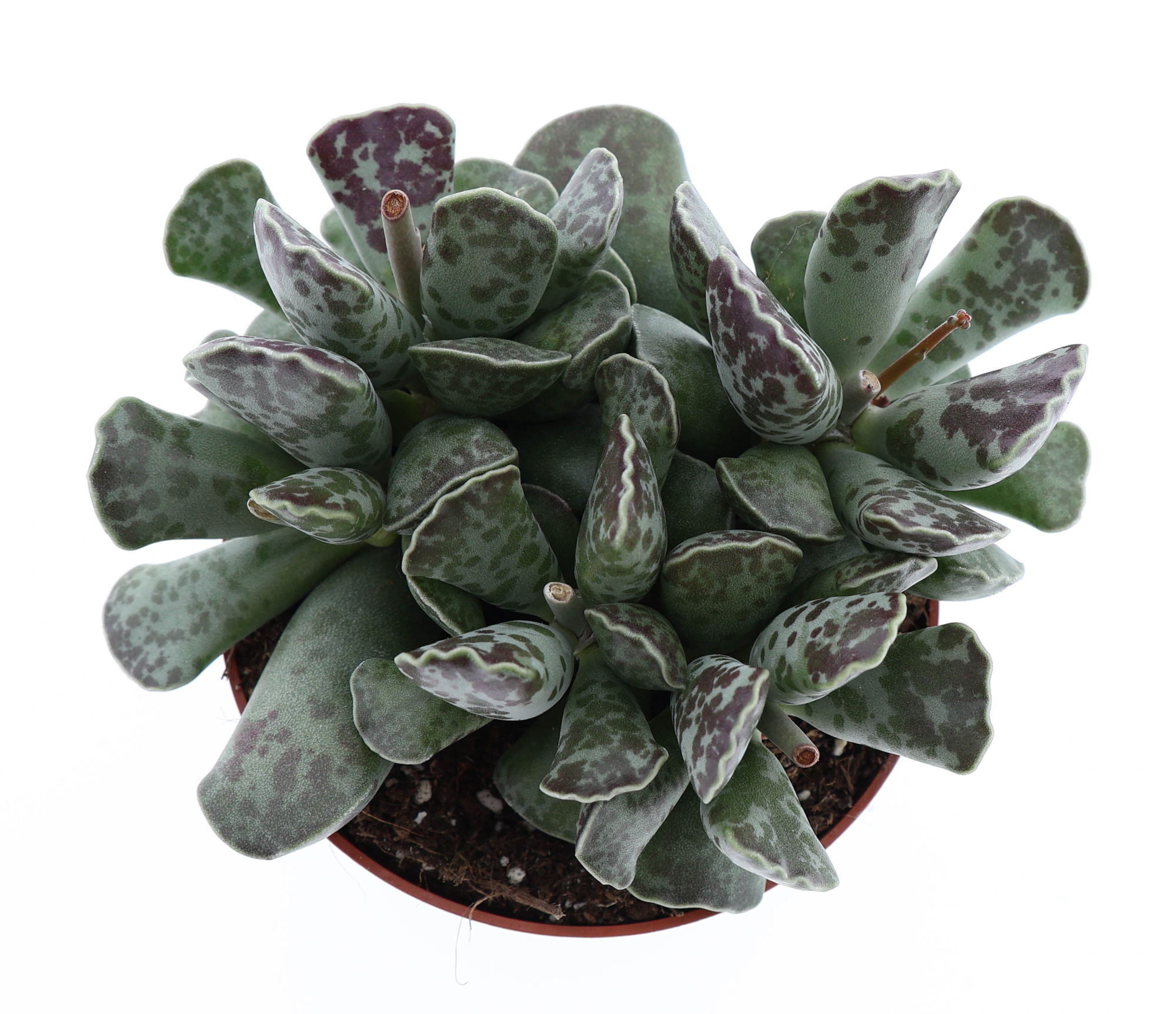 Adromischus cooperii, D 10,5