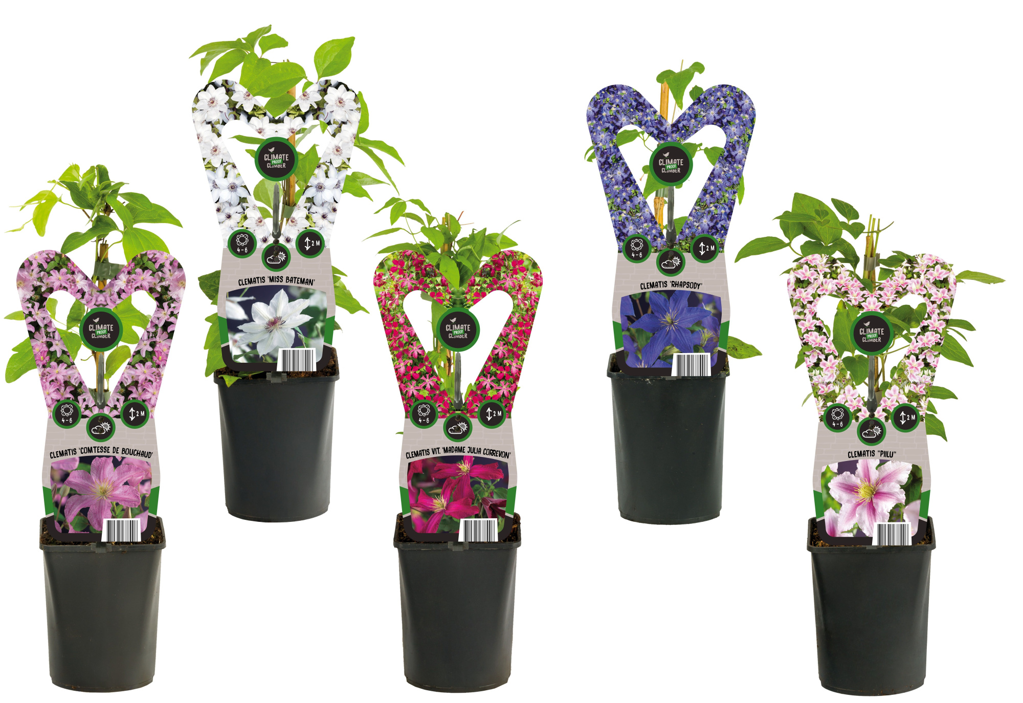 Mix CC Clematis +3.0 label, D 11