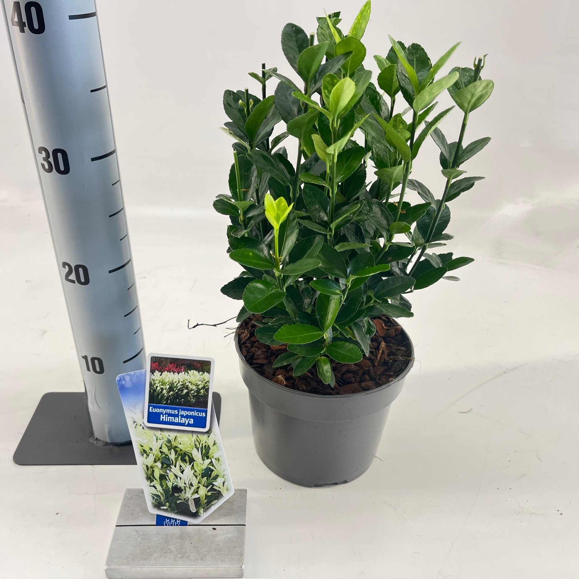 Euonymus jap. Himalaya ('Lankveld06'PBR), D 17