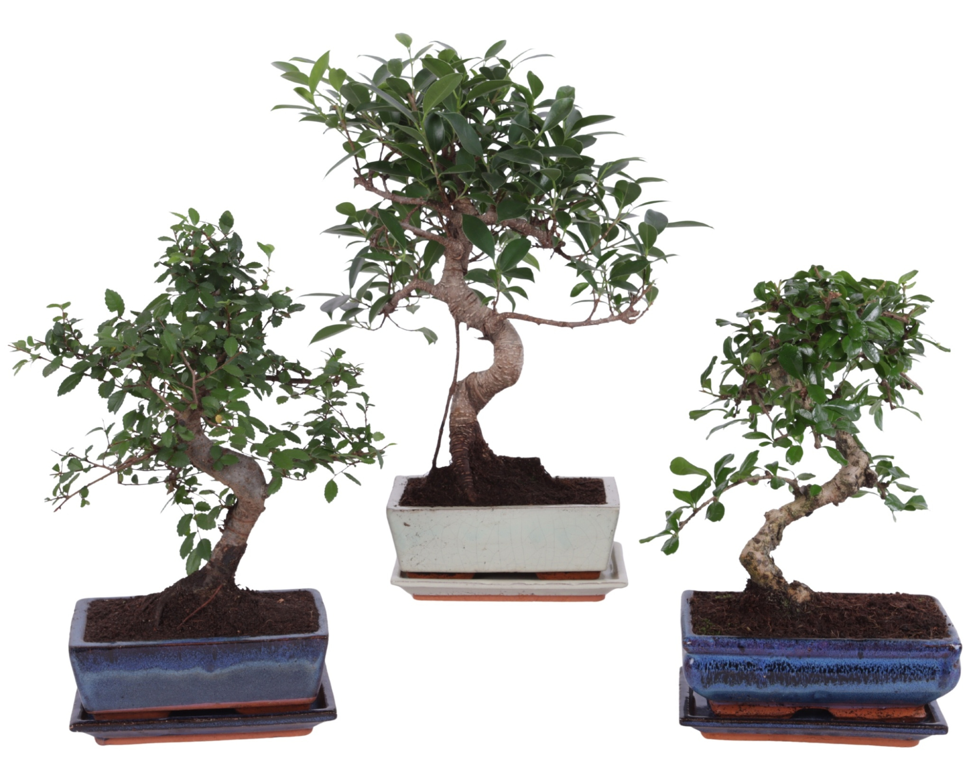 Bonsai Mixed in ø20cm Ceramic S-Shape with Saucer, D 20