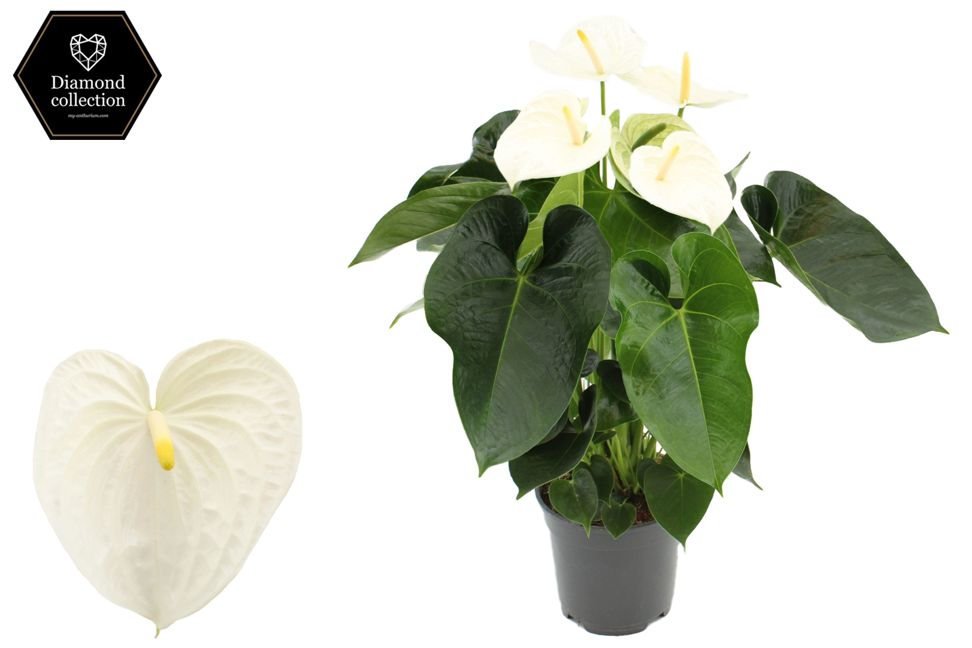 Anthurium 17 cm Alpine in transparant sleeve, D 17