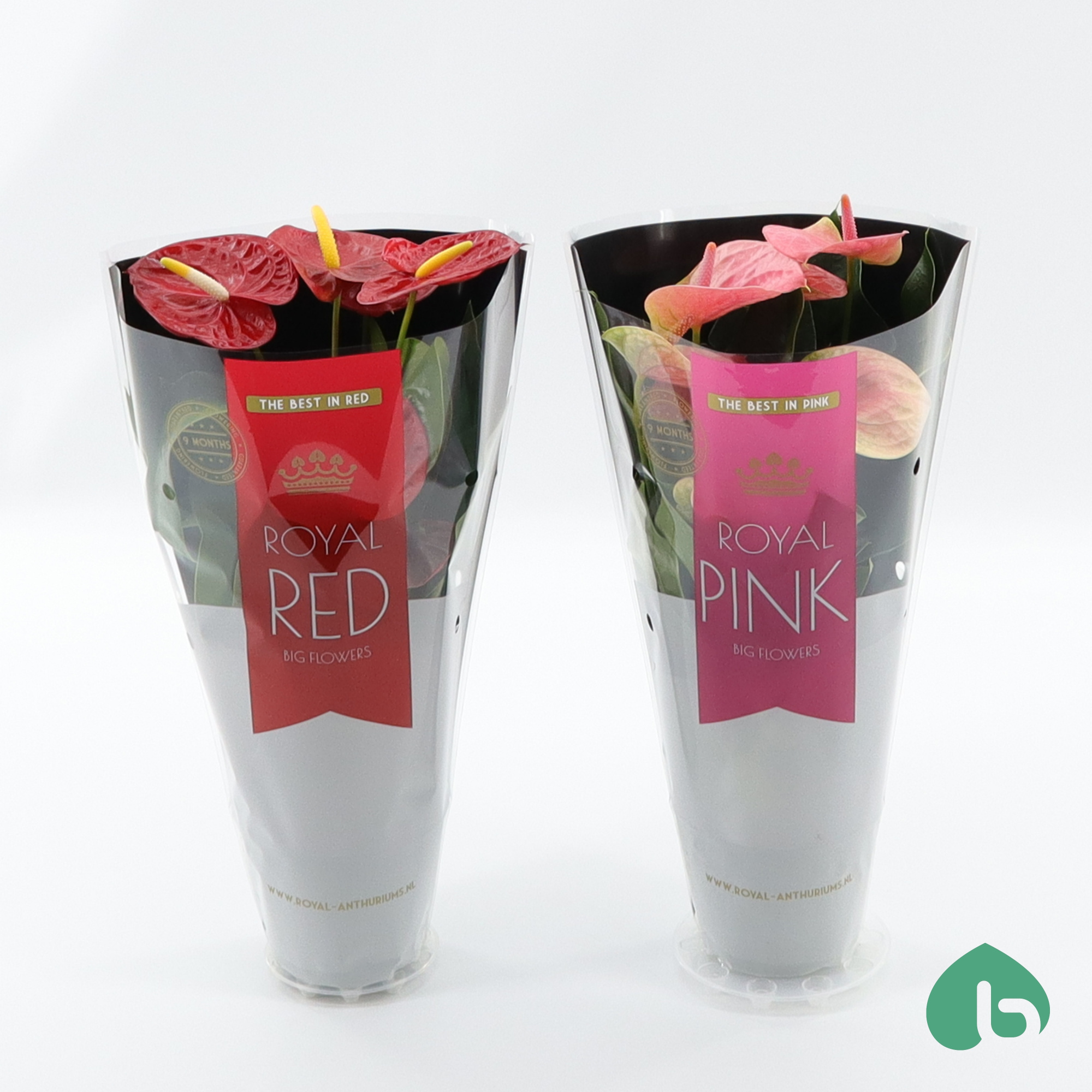 Anthurium Royal Mix ''Big Flowers'' 2 Colors, D 12