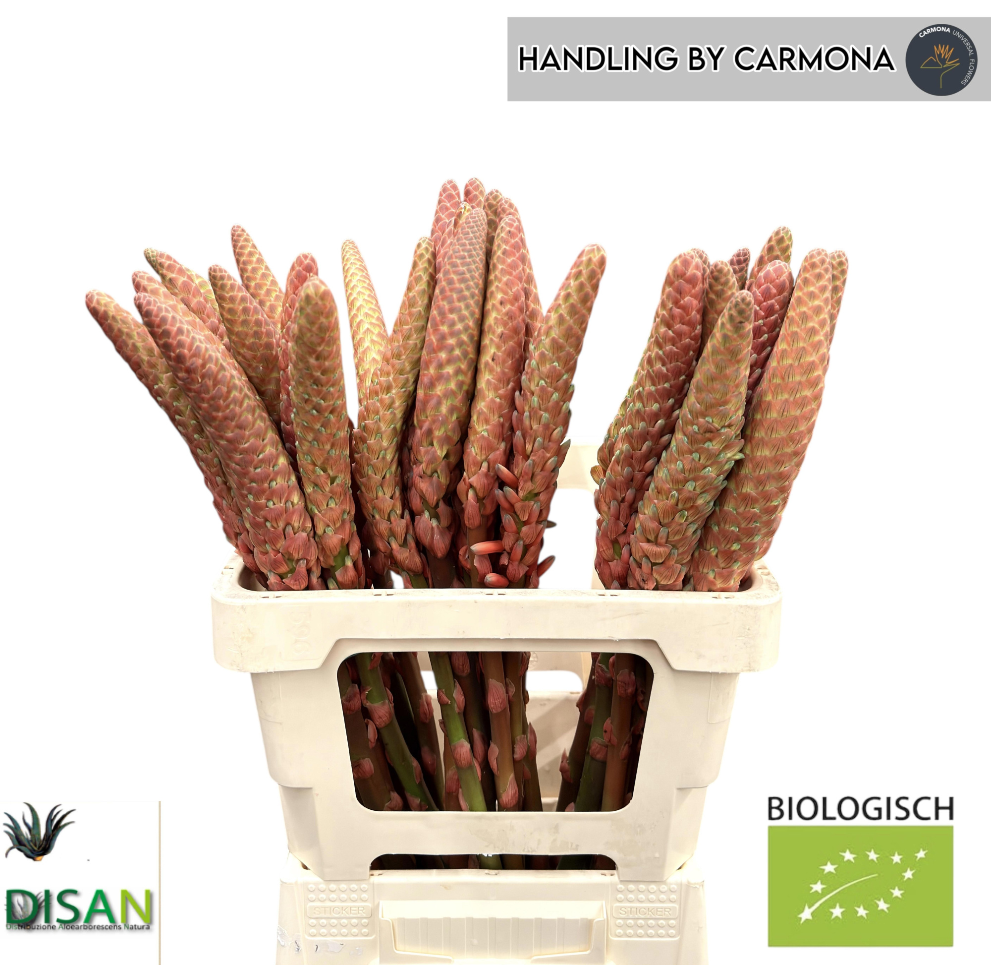 Алоэ Древовидное 60 (оранж.), шт.