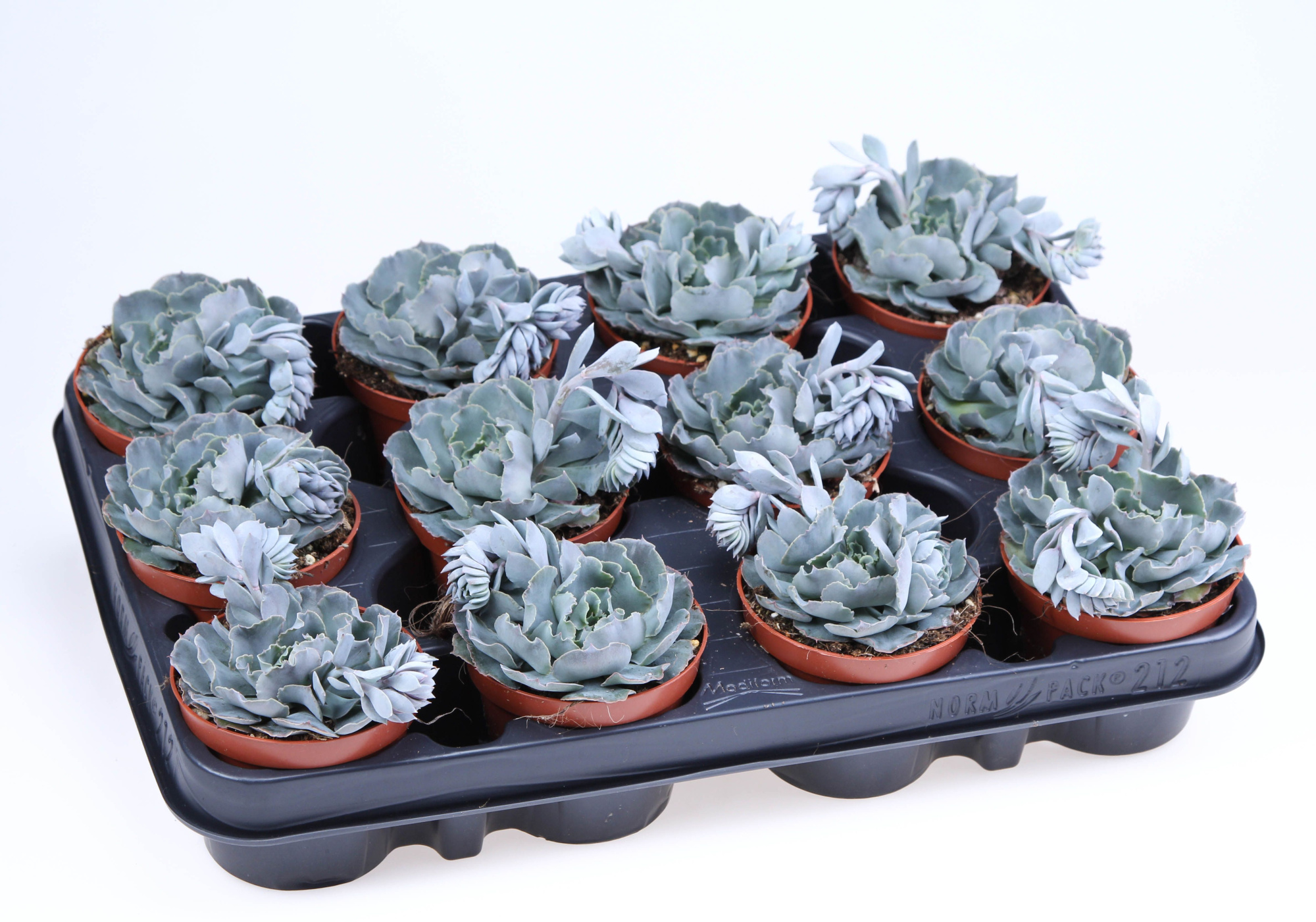 Echeveria shaviana + bloem, D 8,5
