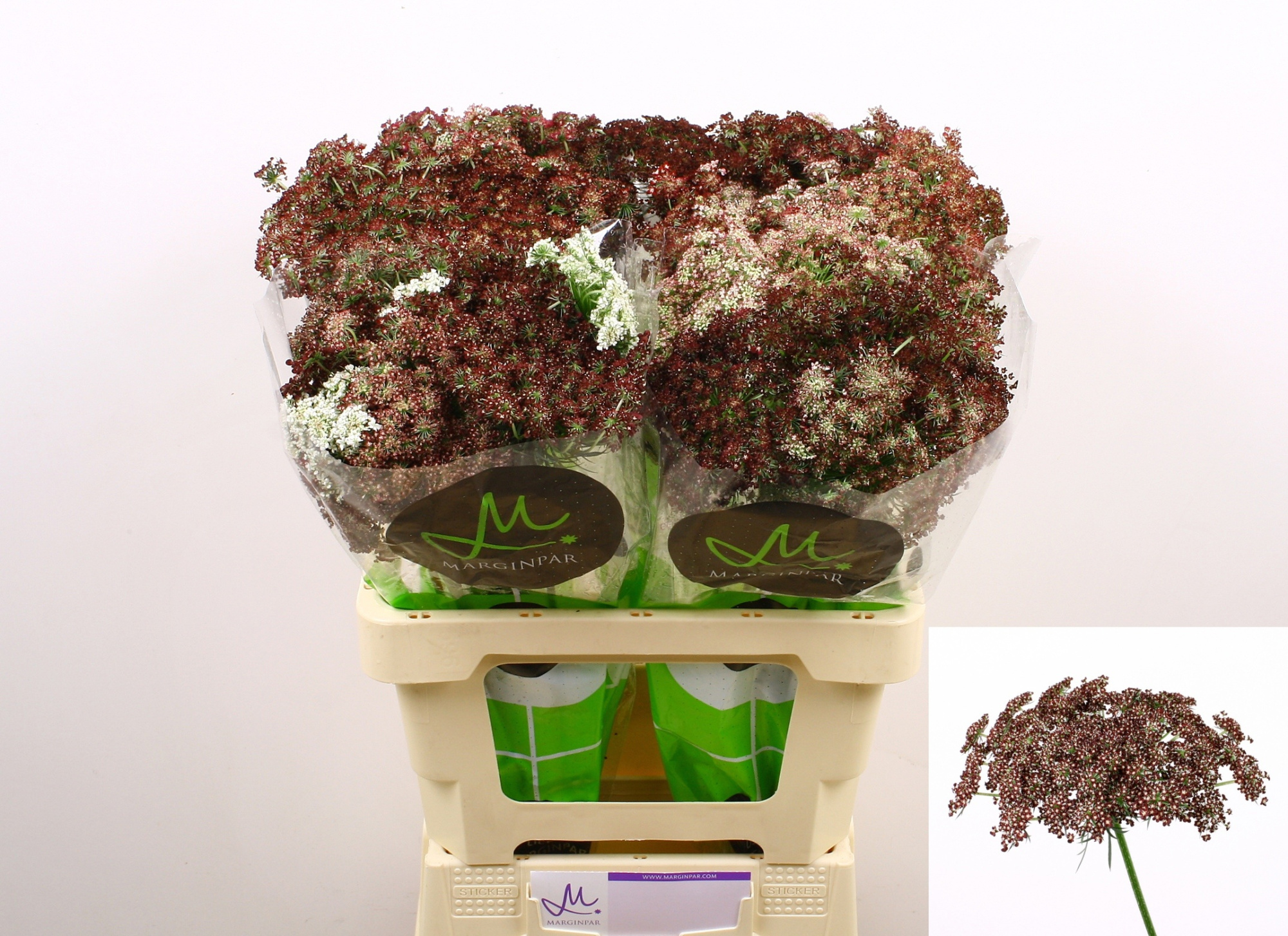 Амми Даукус Карота Дара 60 (бордо), шт.