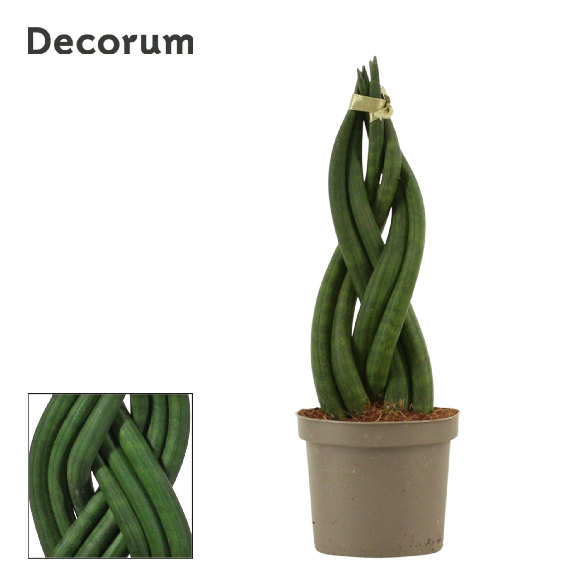 Sansevieria Cylindrica 9 cm Braid (Decorum), D 9