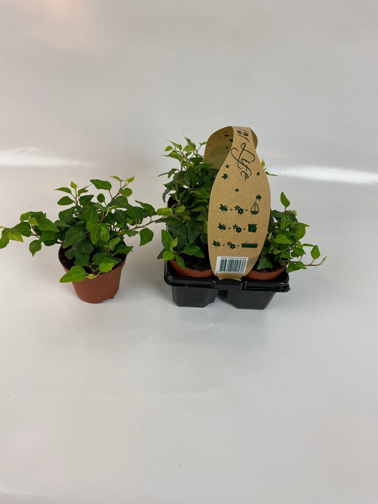 4-Pack Groen 8,5, D 9