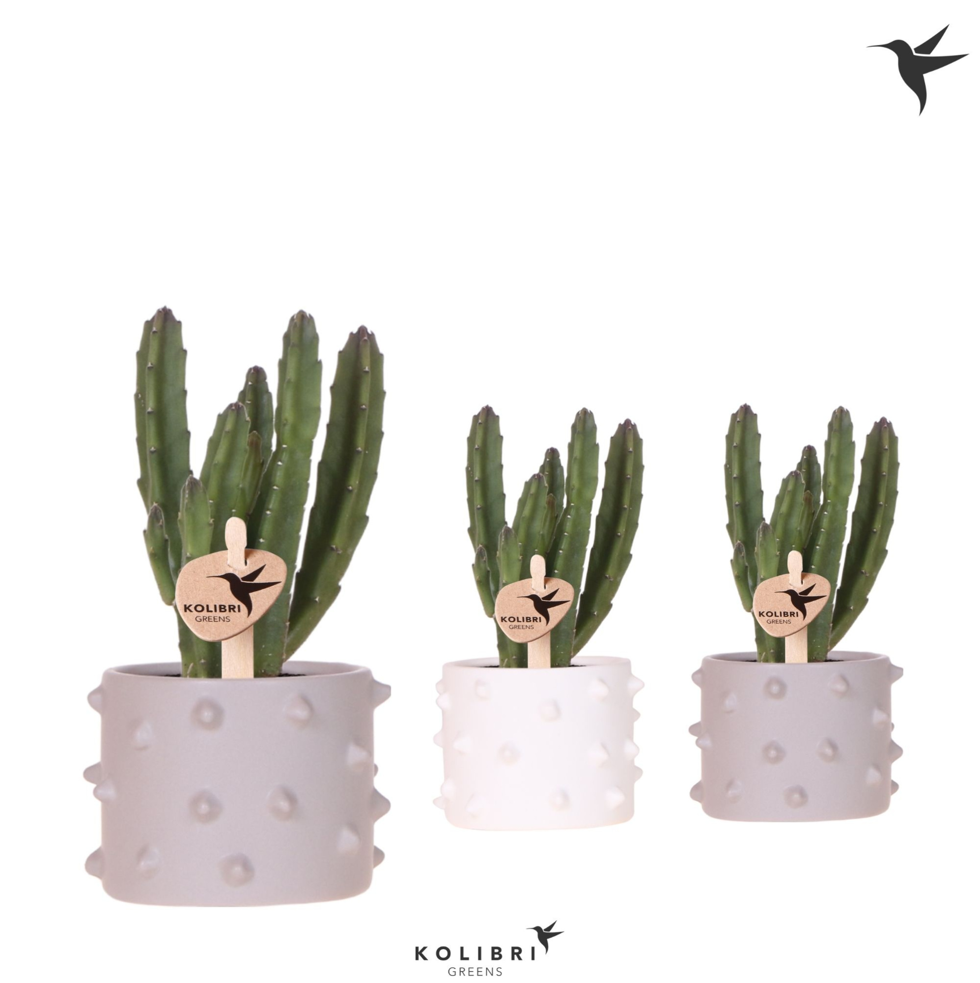 Kolibri Greens Stapelia Leendertziae in Spike pot mix, D 6