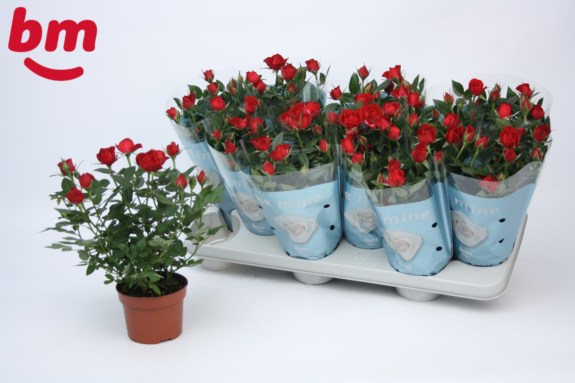 Rosa Hot Jewel Beau Monde Red(10,5 cm), D 10,5