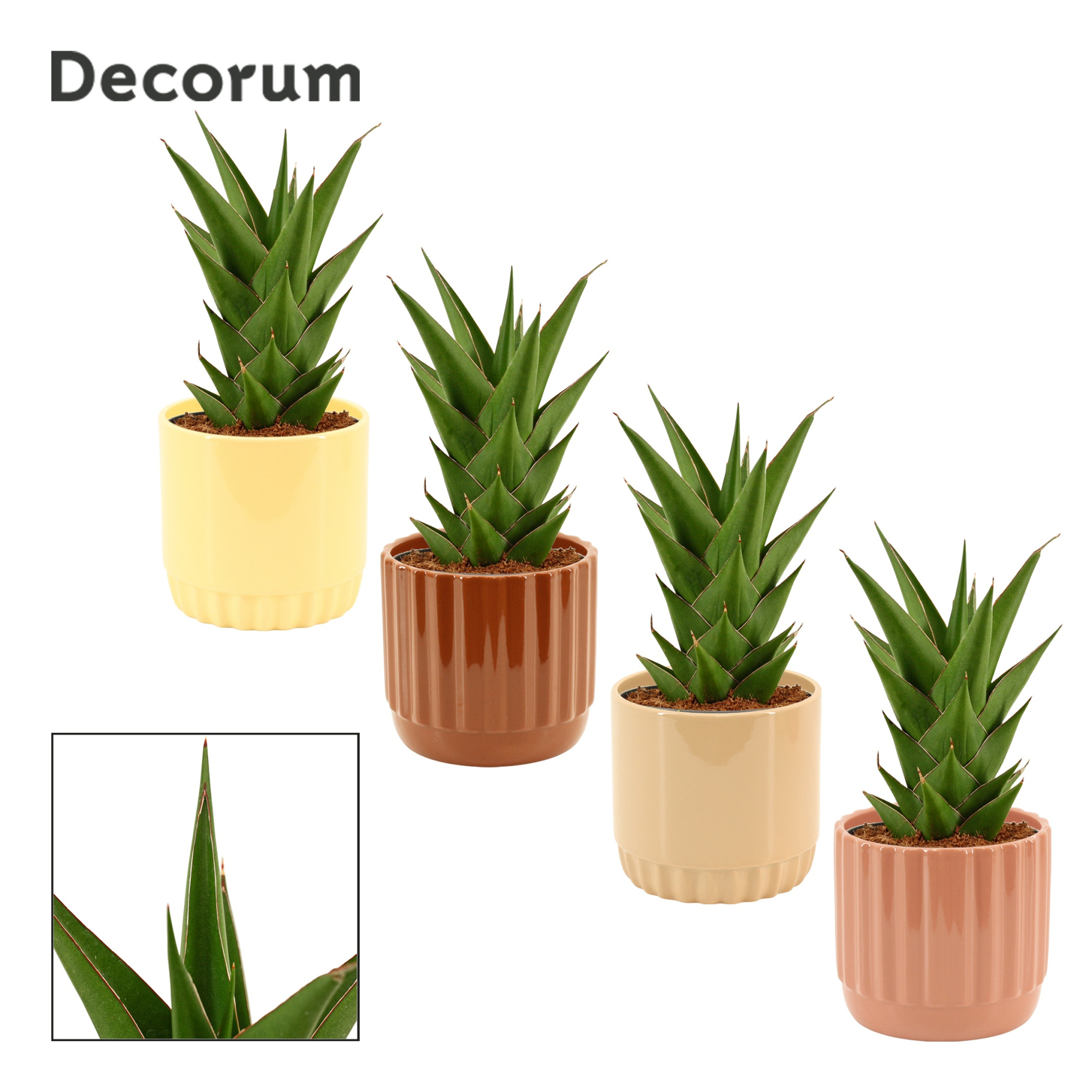 Sansevieria Temple Crown 12 cm in Liam (Coffee blend-collection, D 12