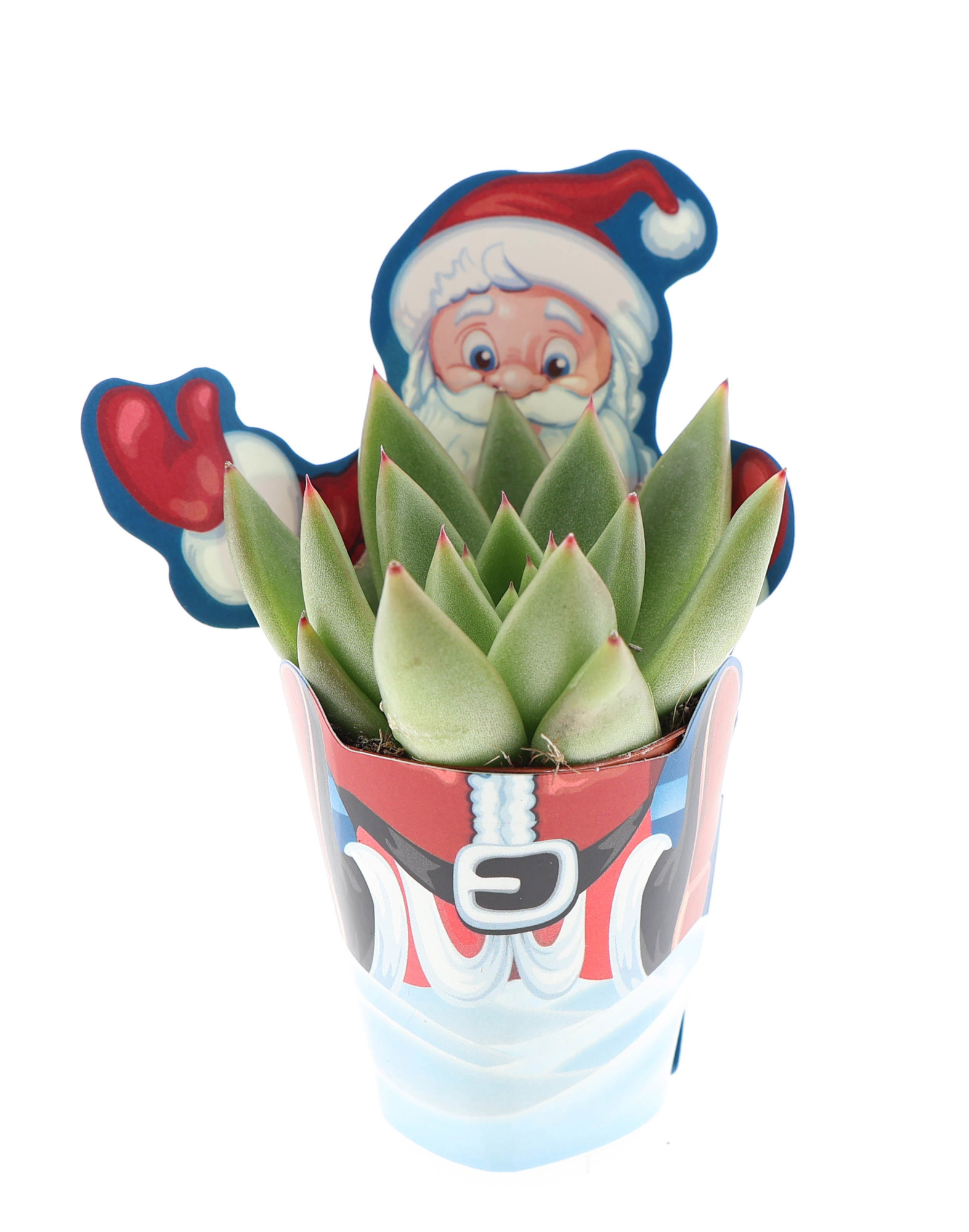 Potcover santaclaus echeveria mix, D 5,5