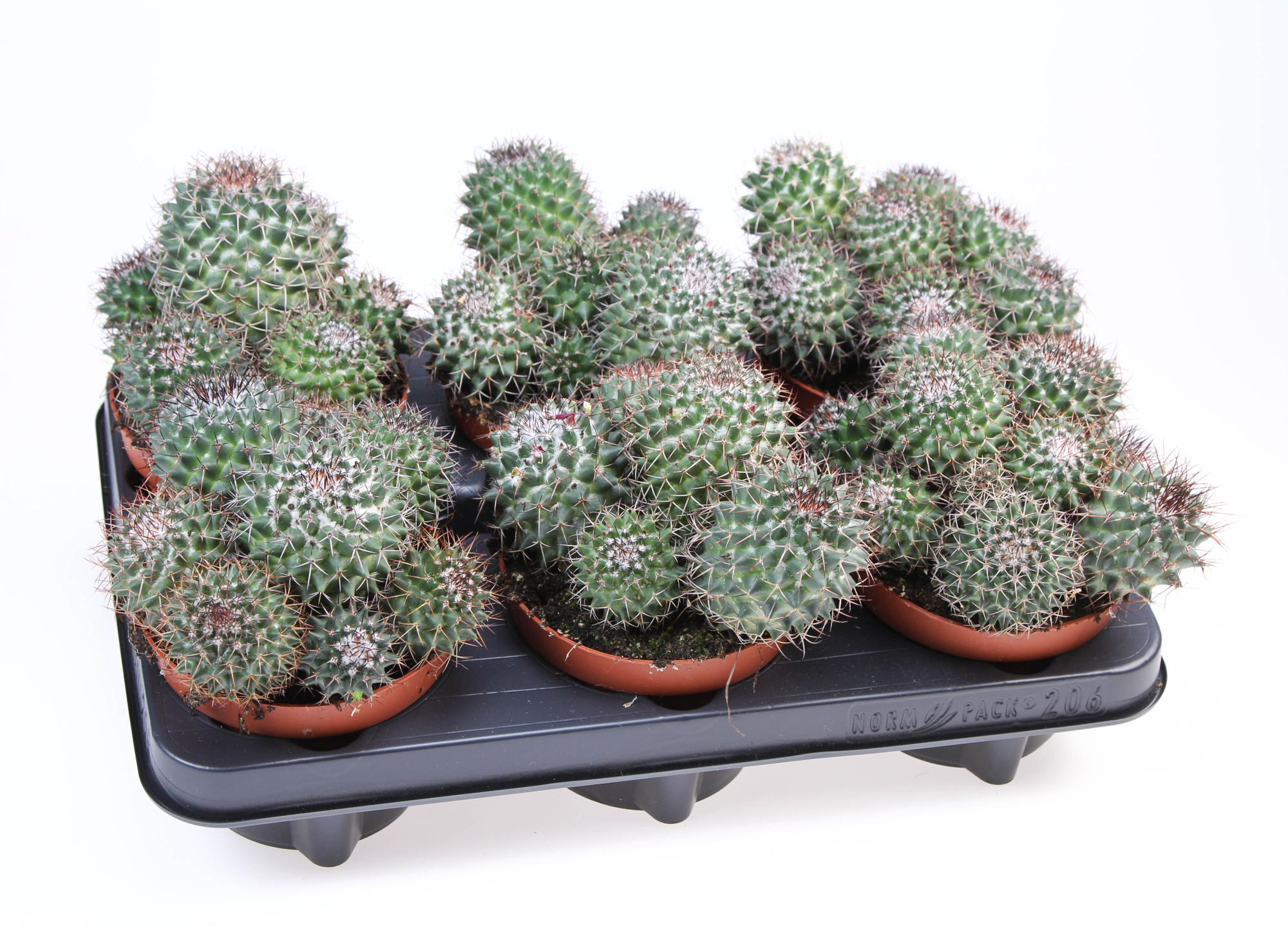 Mammillaria hildagensis, D 12