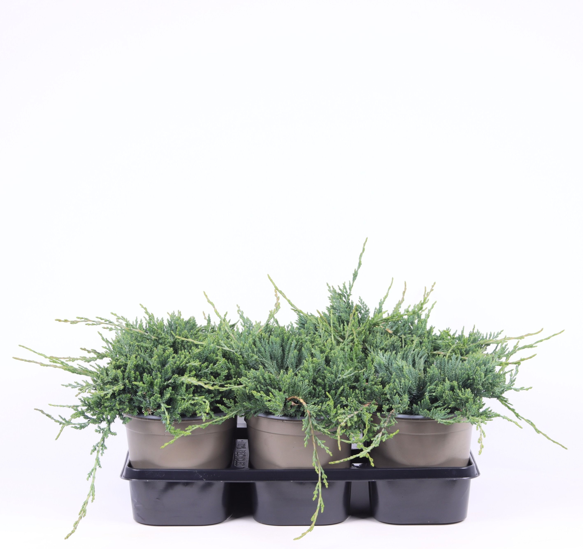 Juniperus horizontalis 'Wiltonii', D 15