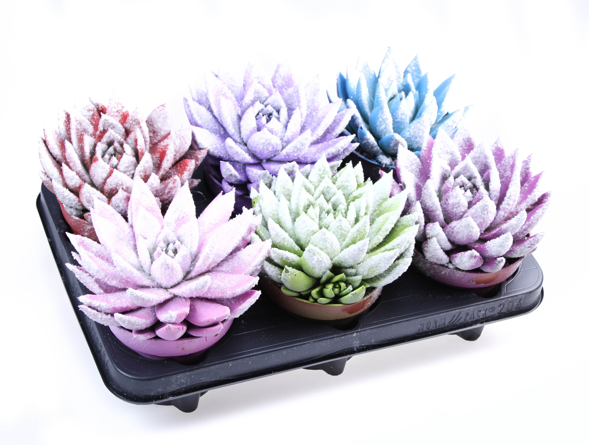 Rainbow Bio snow, D 12