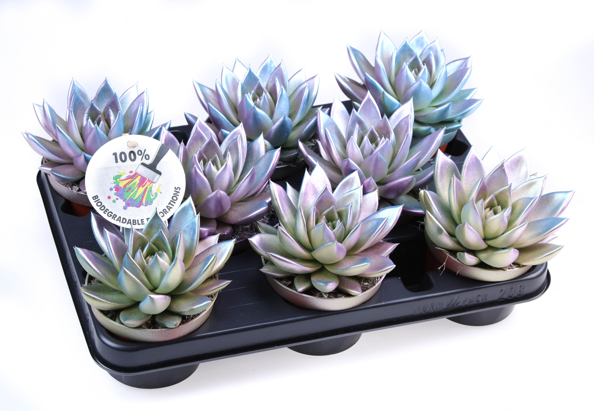 Bio miranda Metallic chameleon, D 10,5