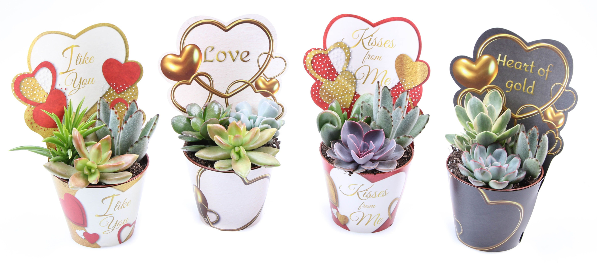 Potcover love mix succulent trio, D 8,5