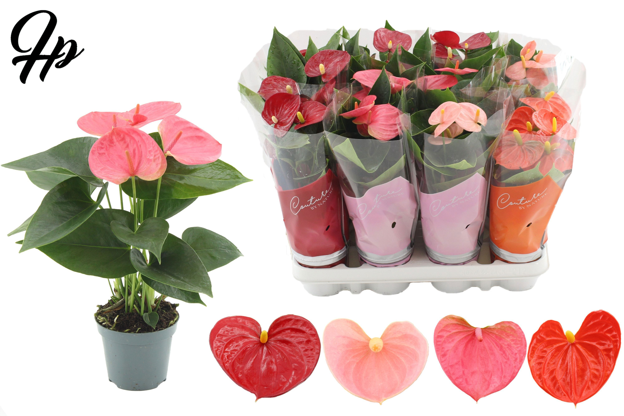 Anthurium 9 cm 4 color mix in Couture sleeve, D 9