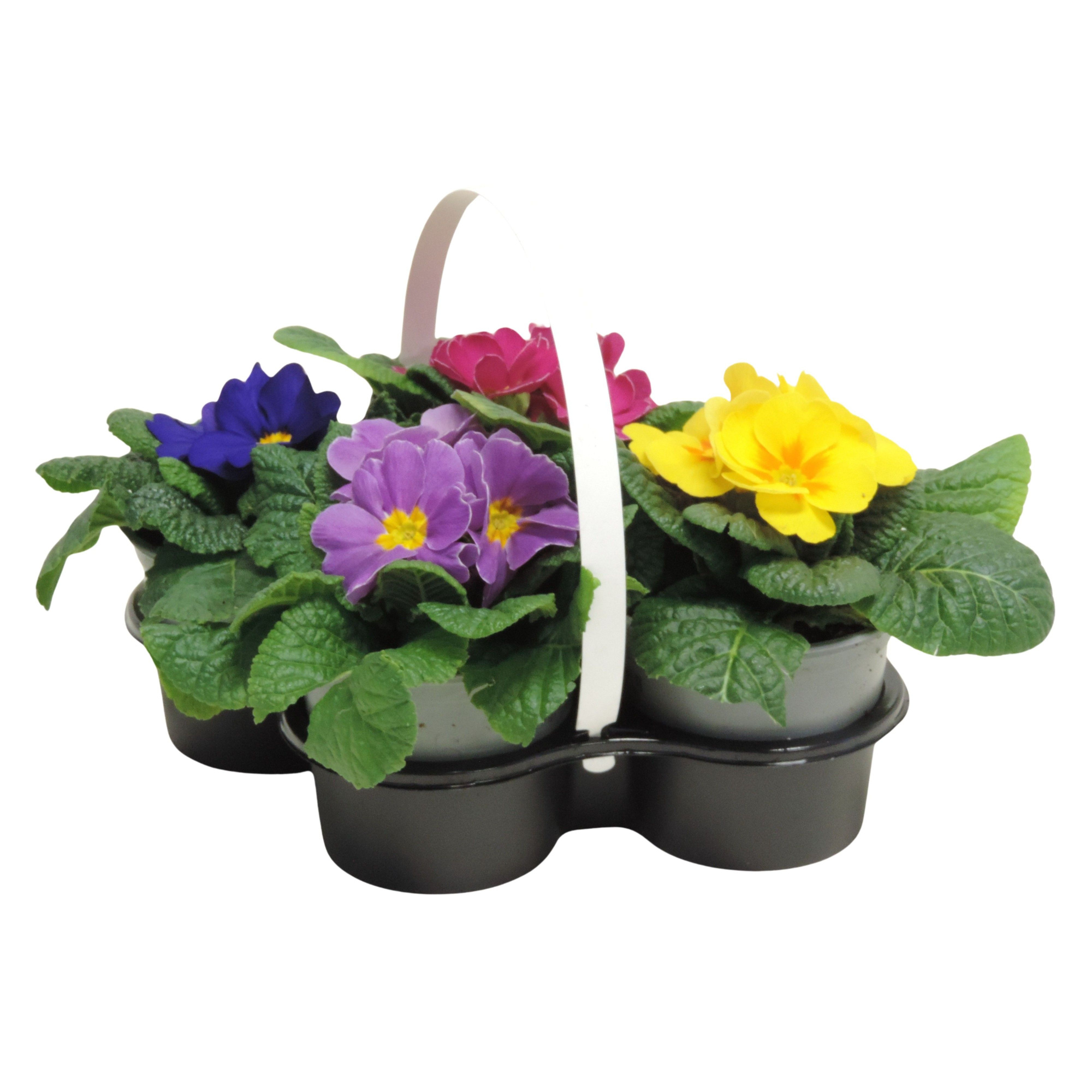 Primula Acaulis 10.5 cm 4-Pack, D 10,5