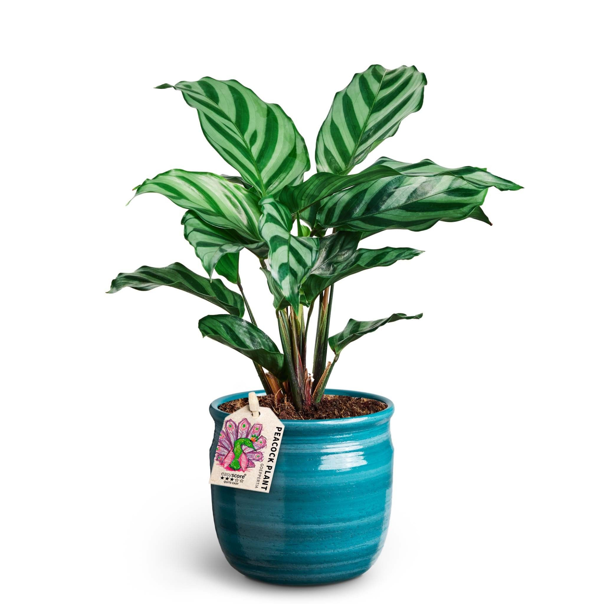 Maceta Teal, Calathea ´Freddy´, D 10